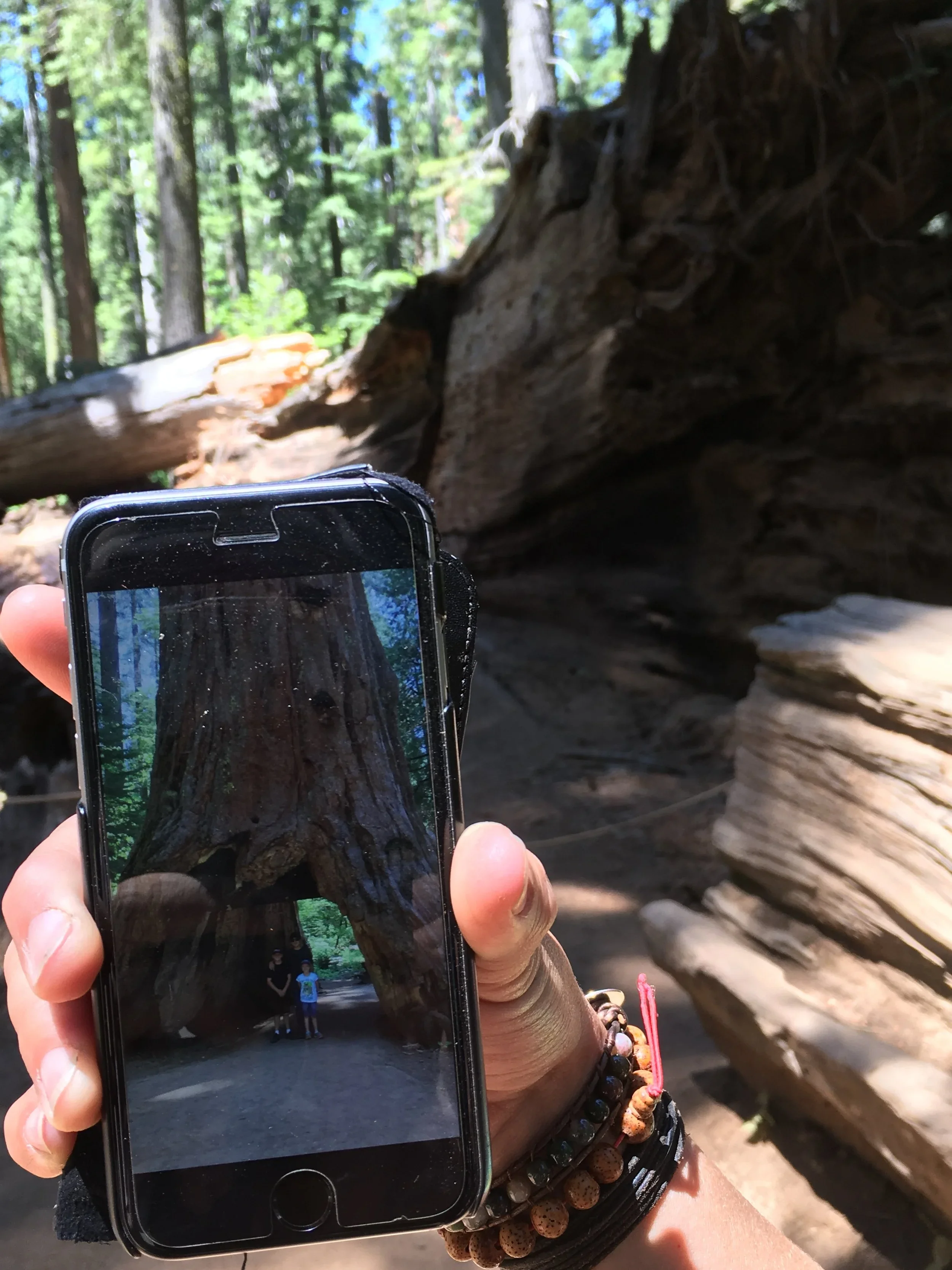 Person holding a smartphone taking a photo of a large, hollowed-out tree trunk in a forest.