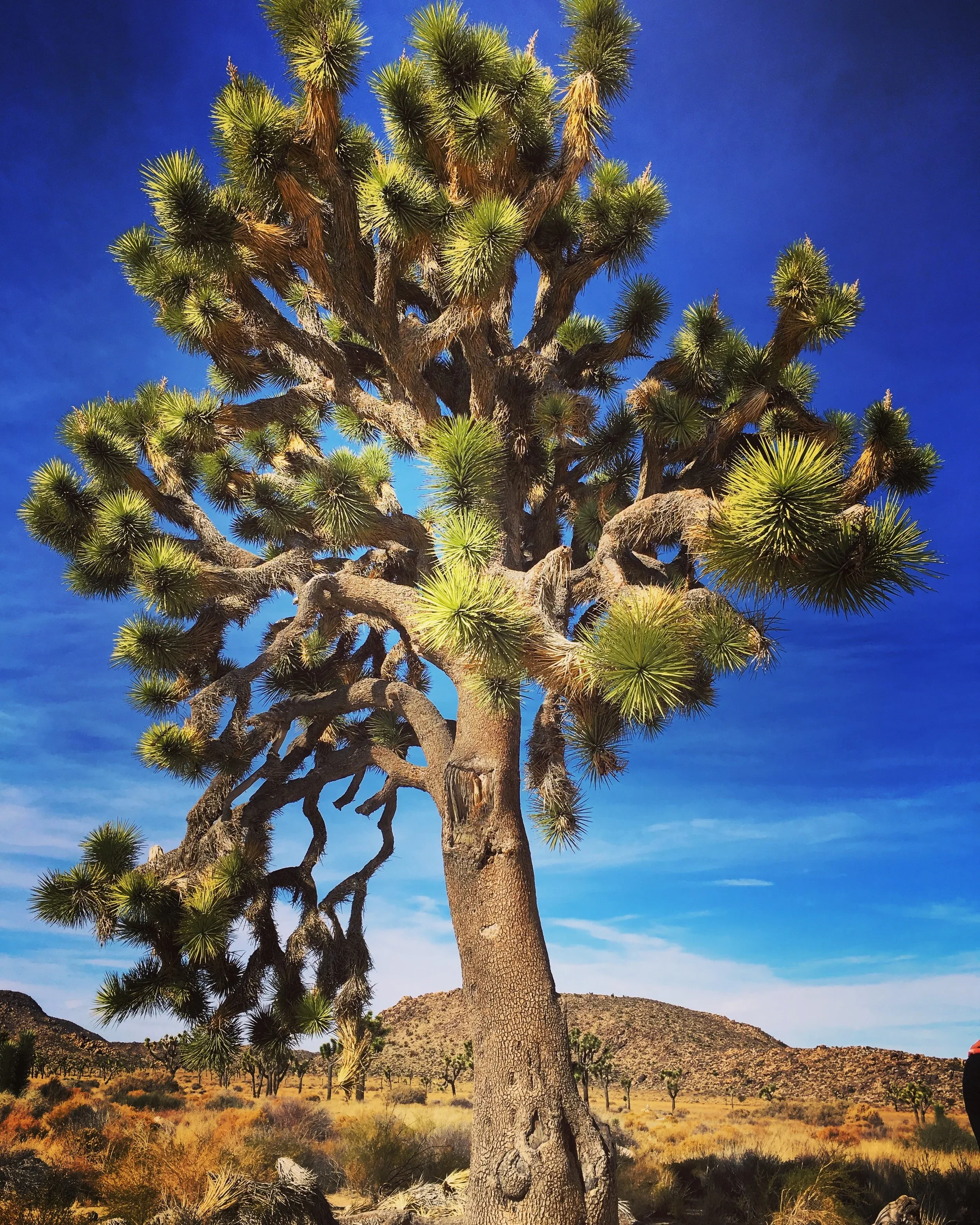 A tall Joshua tree with spiky green leaves and twisted branches in a desert landscape under a bright blue sky.