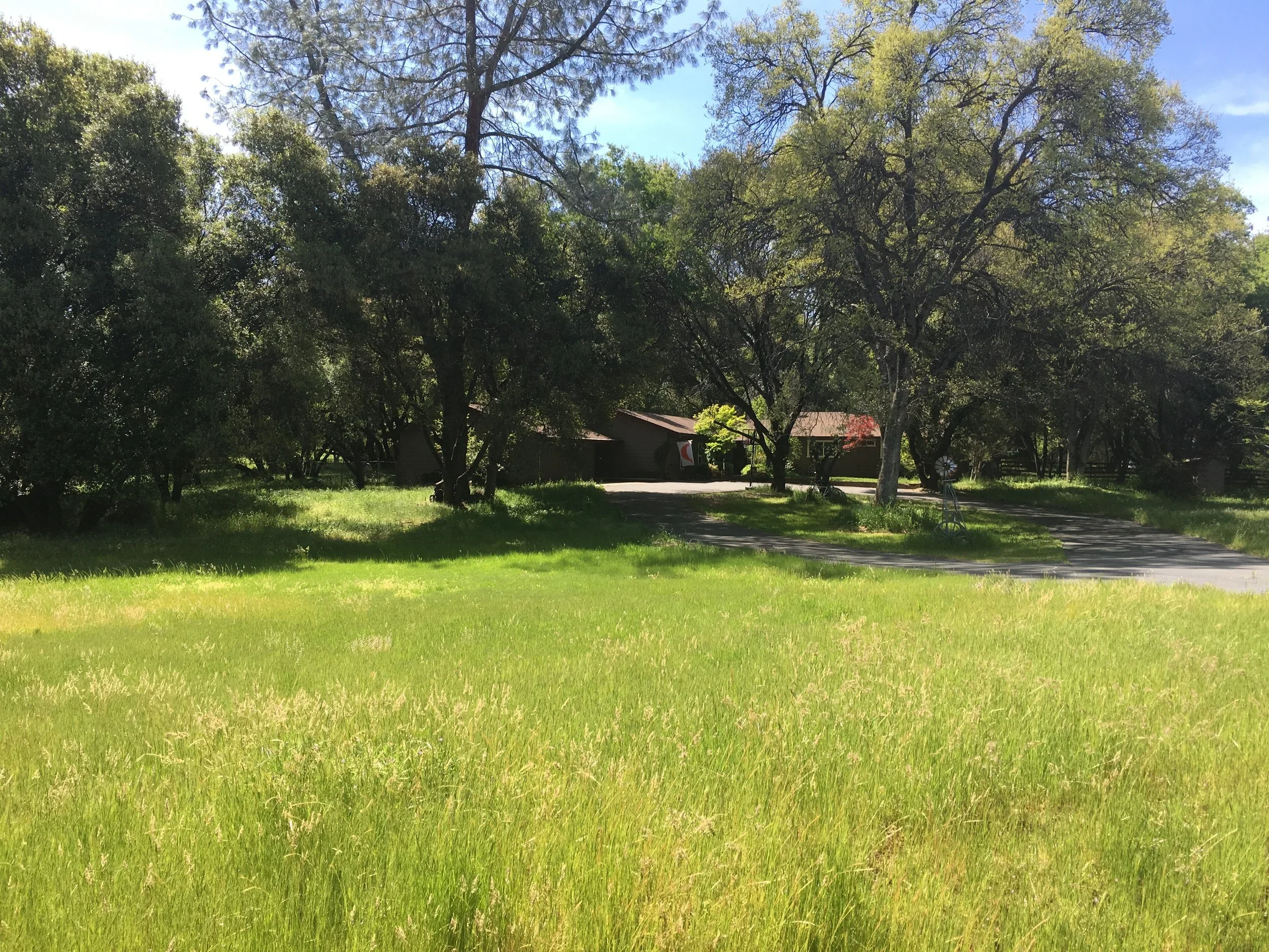 A grassy yard with trees and a house in the background, partly obscured by the trees, under a clear blue sky.