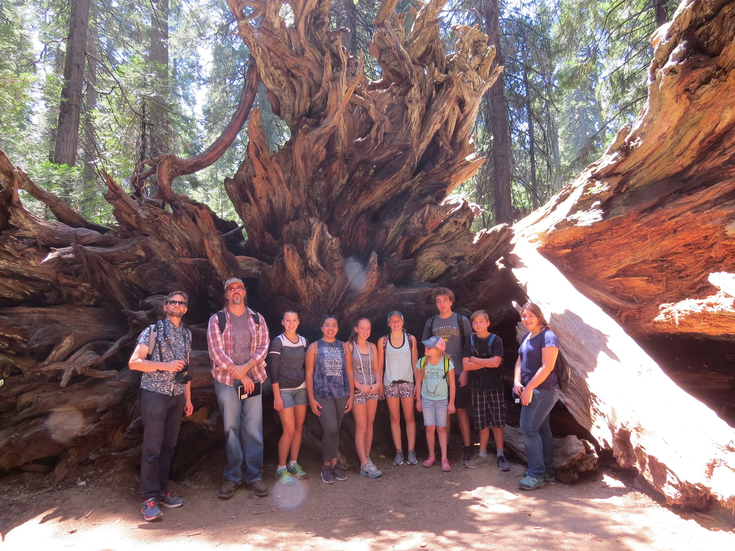 A group of ten people standing in front of a large fallen tree in a forest. The tree has a twisted trunk with roots and branches extending in various directions. The forest is dense with tall trees and sunlight filtering through the leaves.