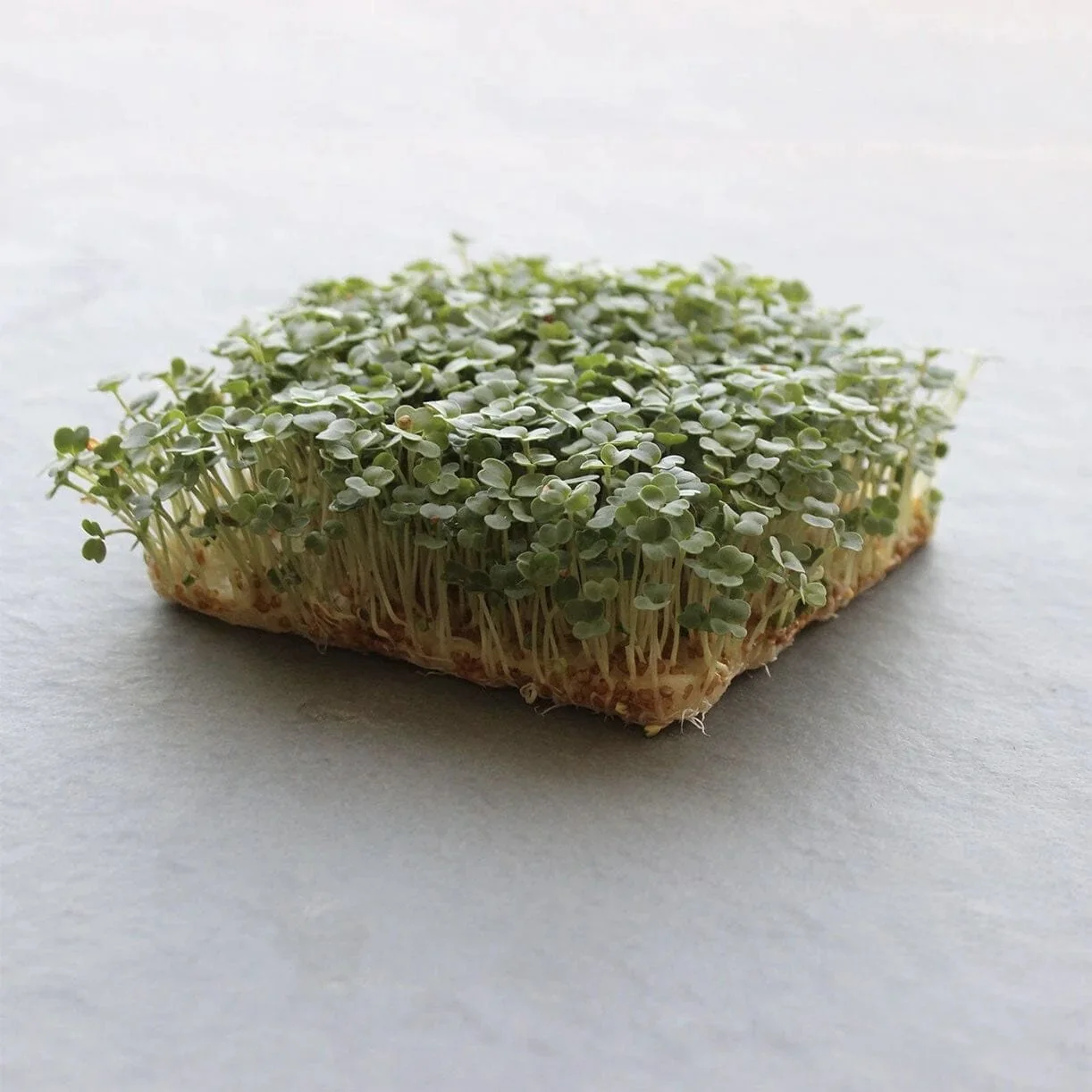 Arugula Microgreens – Bold & Peppery