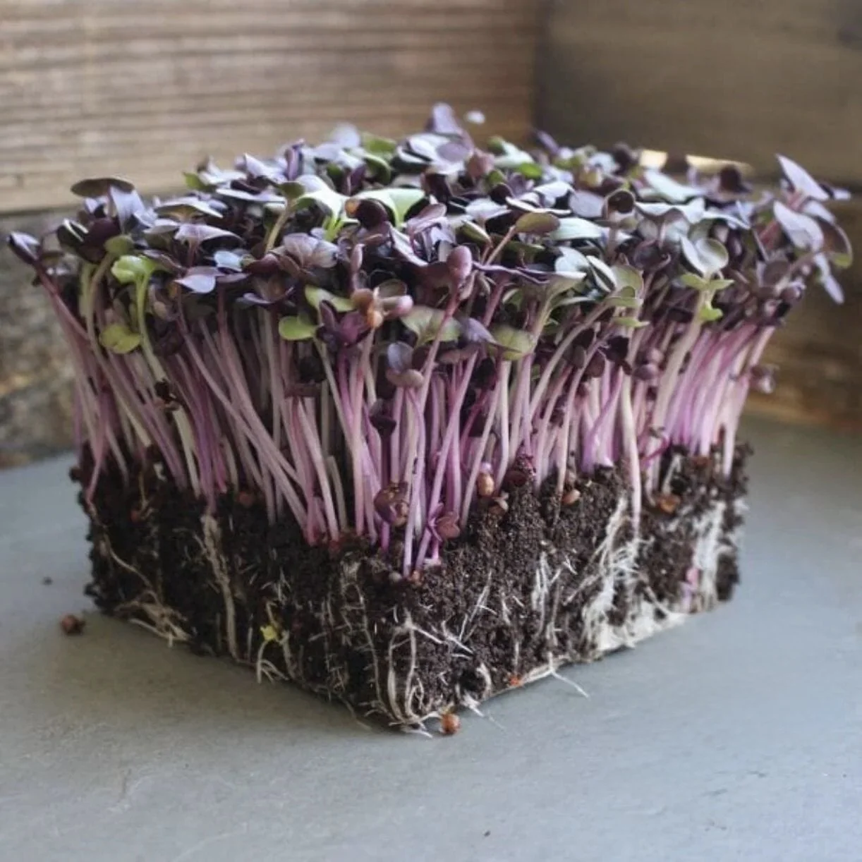 Radish Microgreens – Peppery & Vibrant