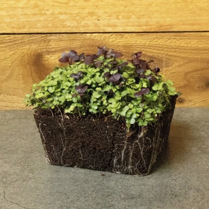 Captain’s Mix – Radish, Sunflower & Pea Microgreens