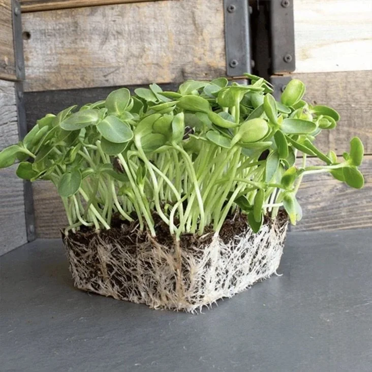 Sunflower Microgreens – Crunchy & Nutty
