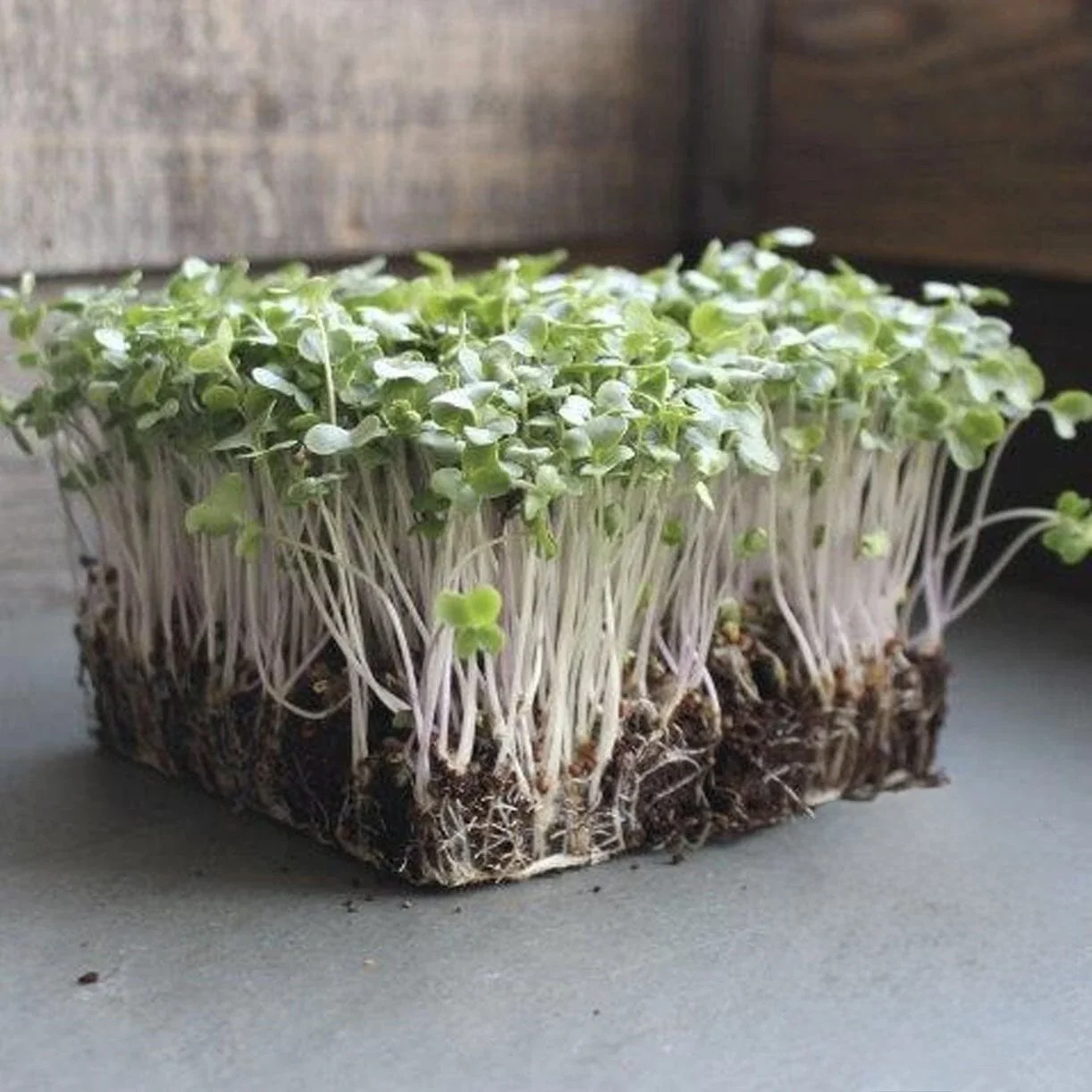 Broccoli Microgreens – Locally Grown in Roswell, GA