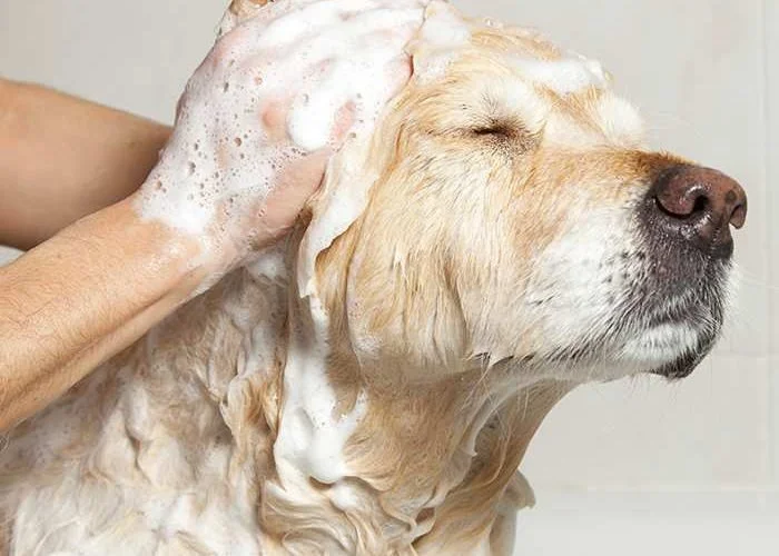 Dog wash