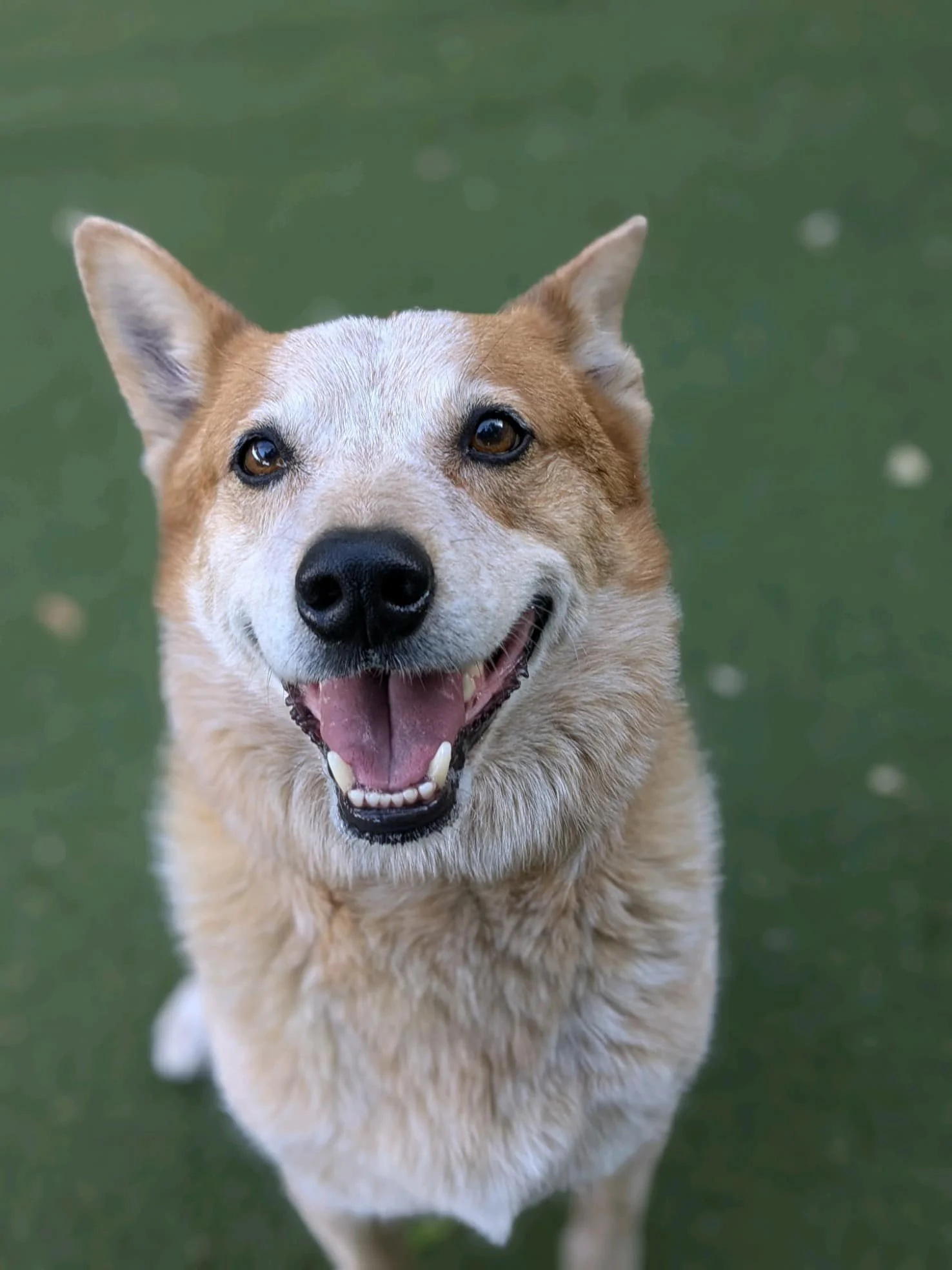 Barley’s Canine Recreation Center dog