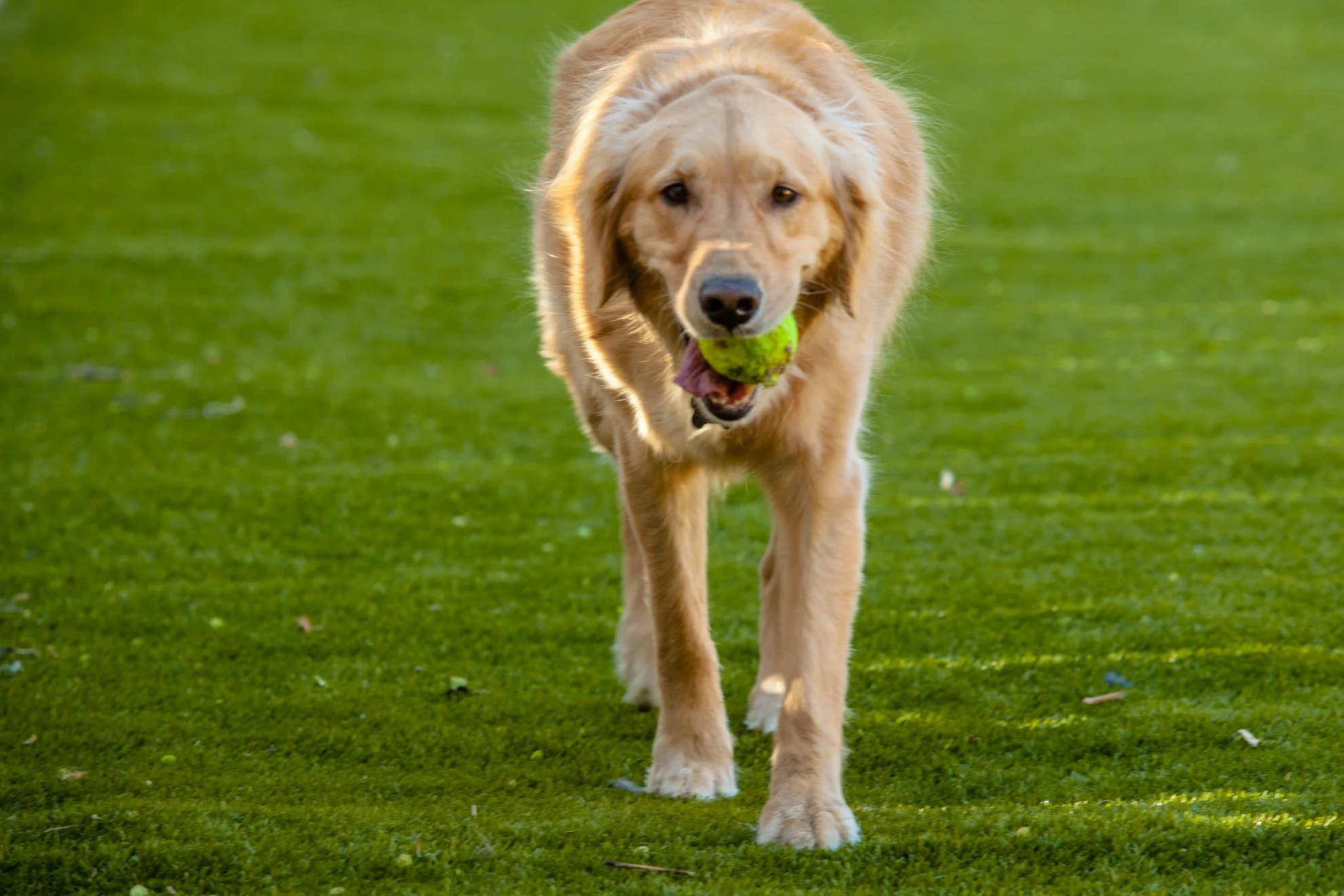 Barley’s Canine Recreation Center dog playing