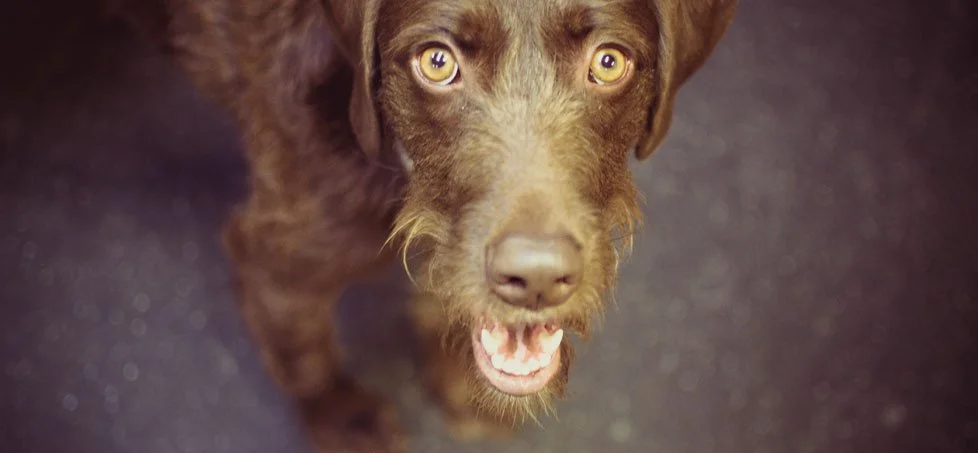 Barley’s Canine Recreation Center dog 