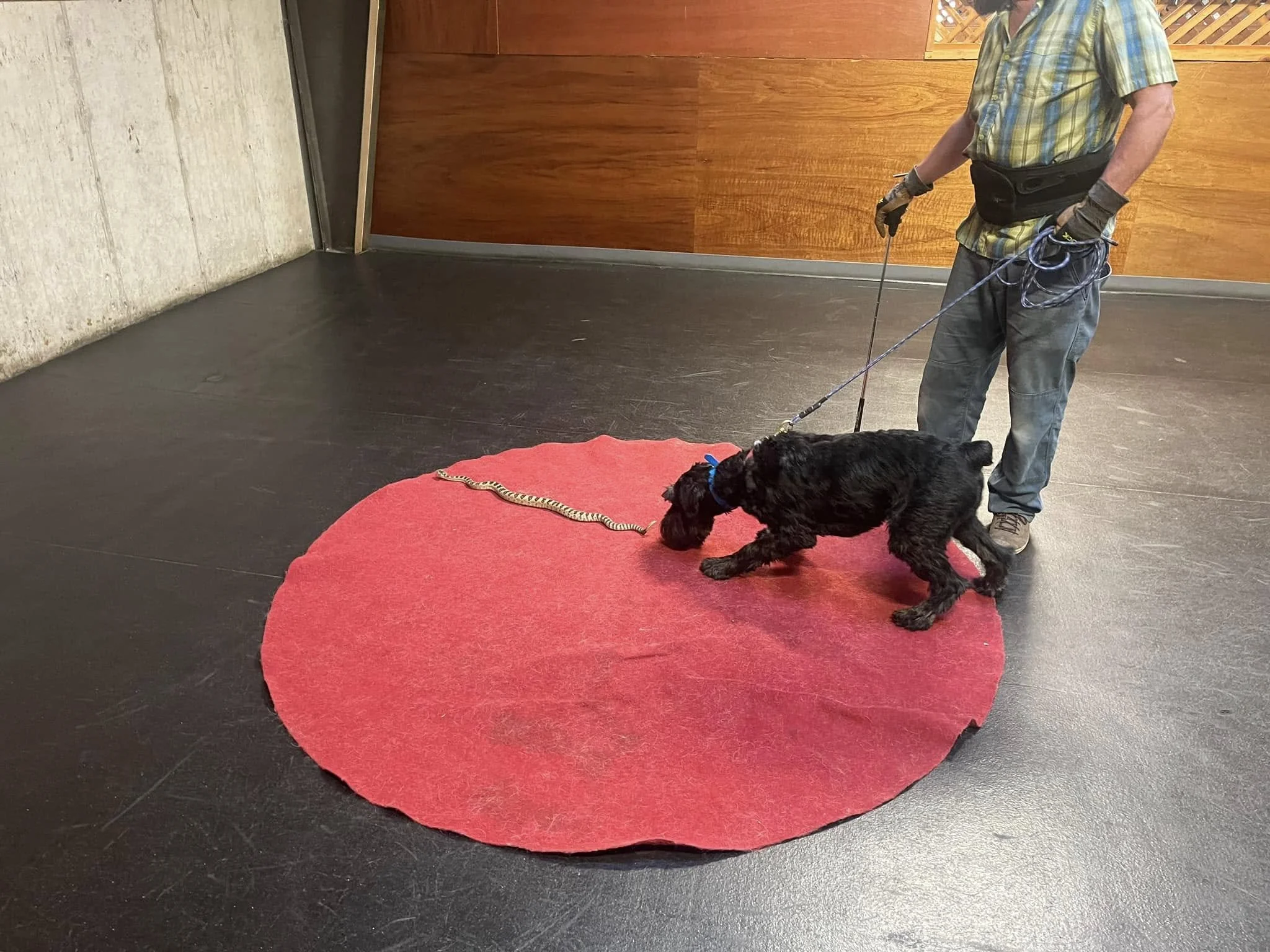 Dog at training class with instructor