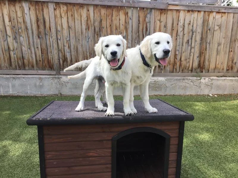 Two Golden Retrievers sitting on top of a wooden doghouse outdoors in a backyard with a wooden fence in the background.