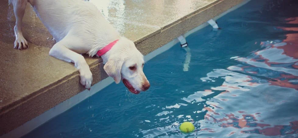 Barley’s Canine Recreation Center dog and swimming pool