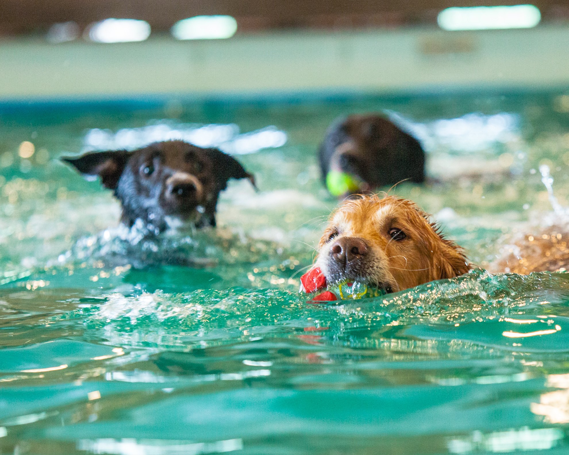 Barley’s Canine Recreation Center dogs in swimming pool