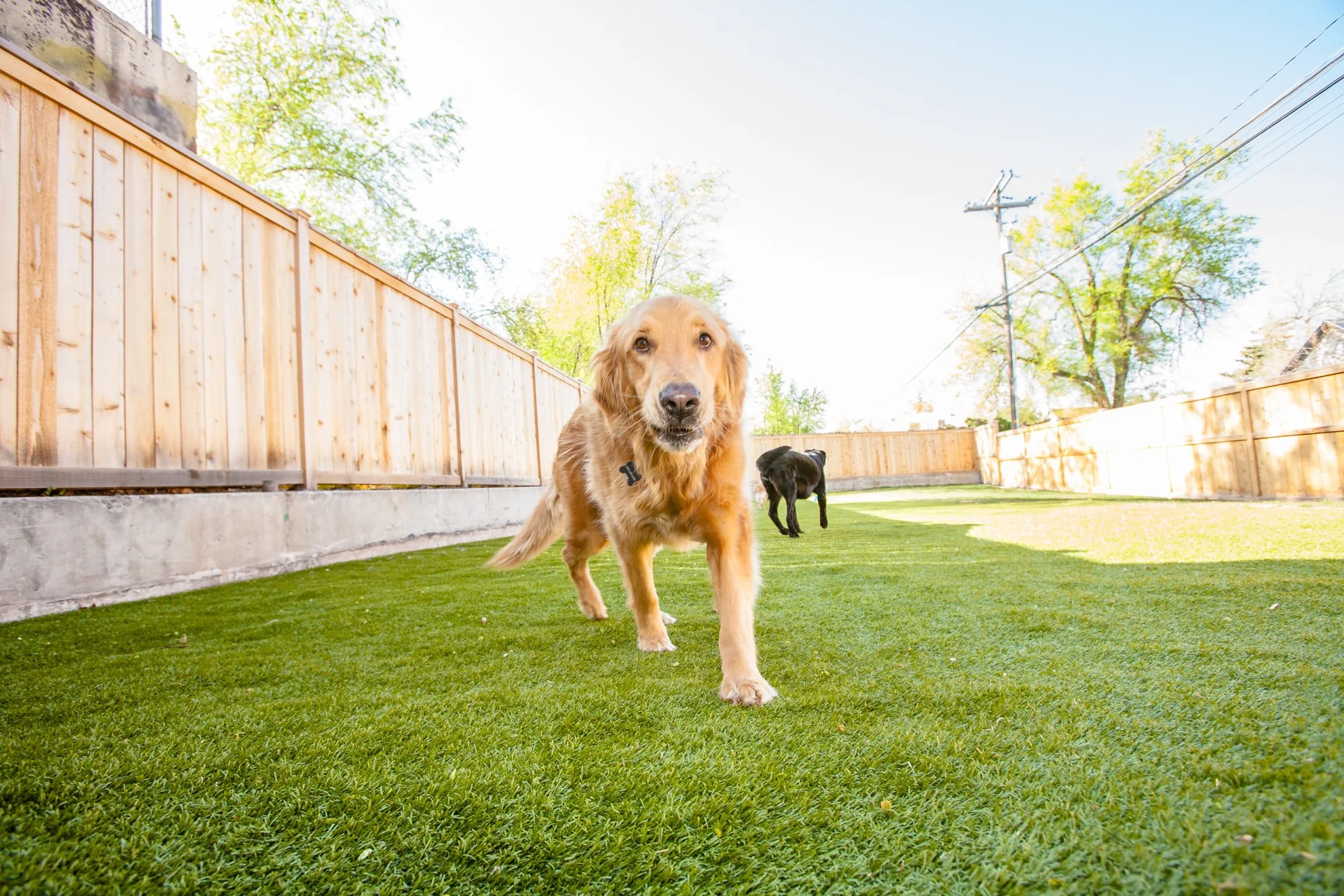 Barley’s Canine Recreation Center dog