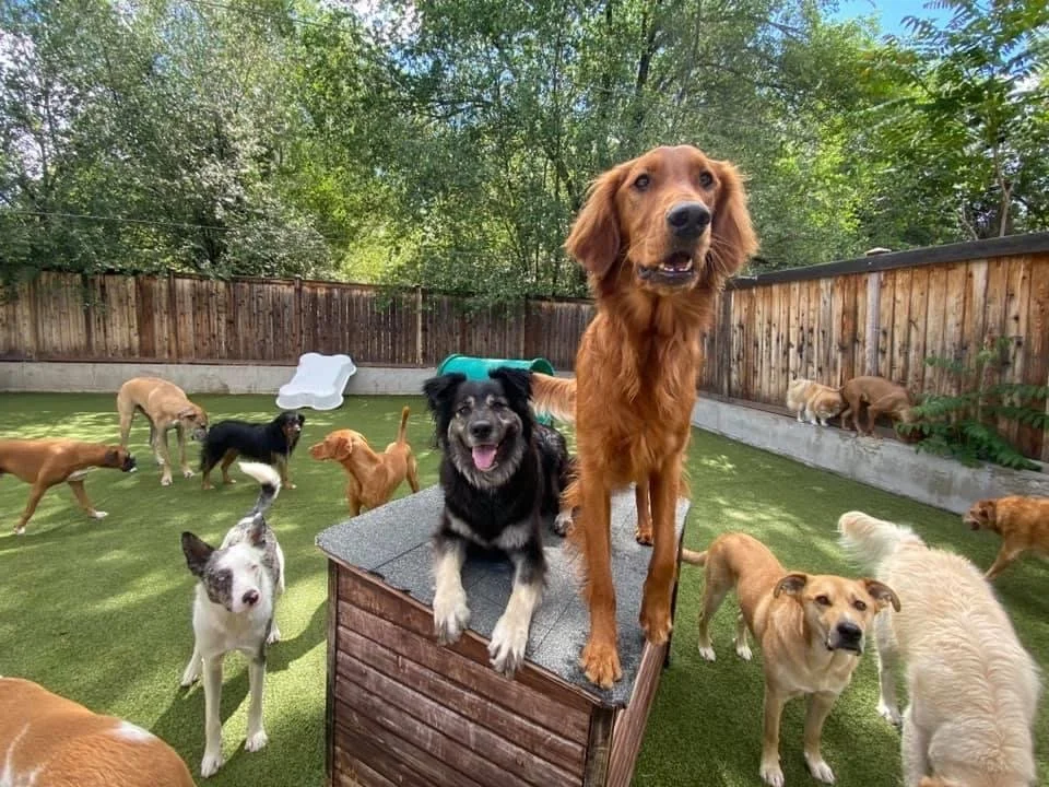 Barley’s Canine Recreation Center doggy day care dogs