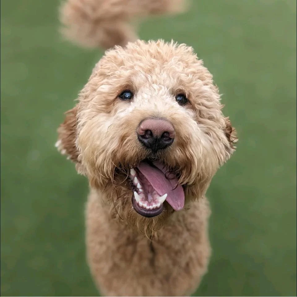 Barley’s Canine Recreation Center dog 
