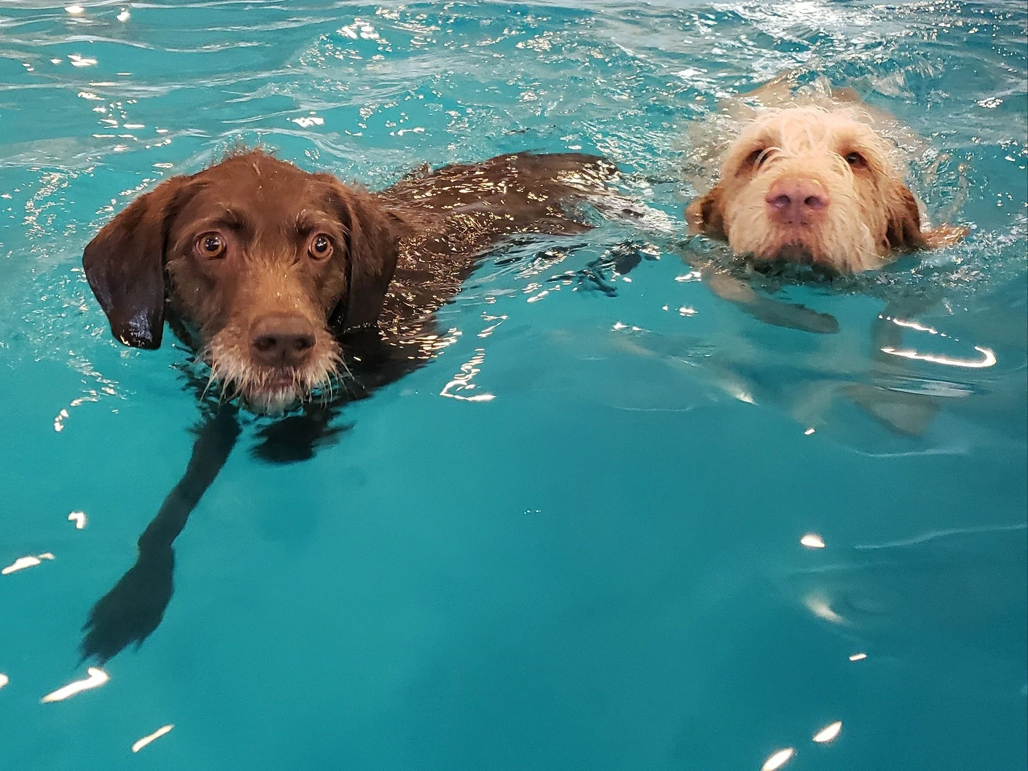 Two dogs swimming in a pool, with the dog on the left being a chocolate Labrador and the dog on the right a light-colored, possibly tan or cream, dog.