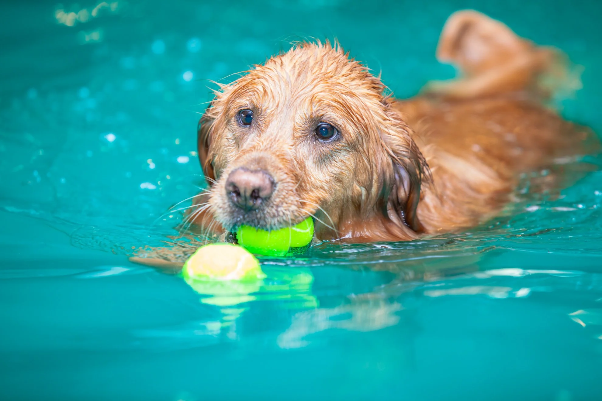 Barley’s Canine Recreation Center dog in swimming pool