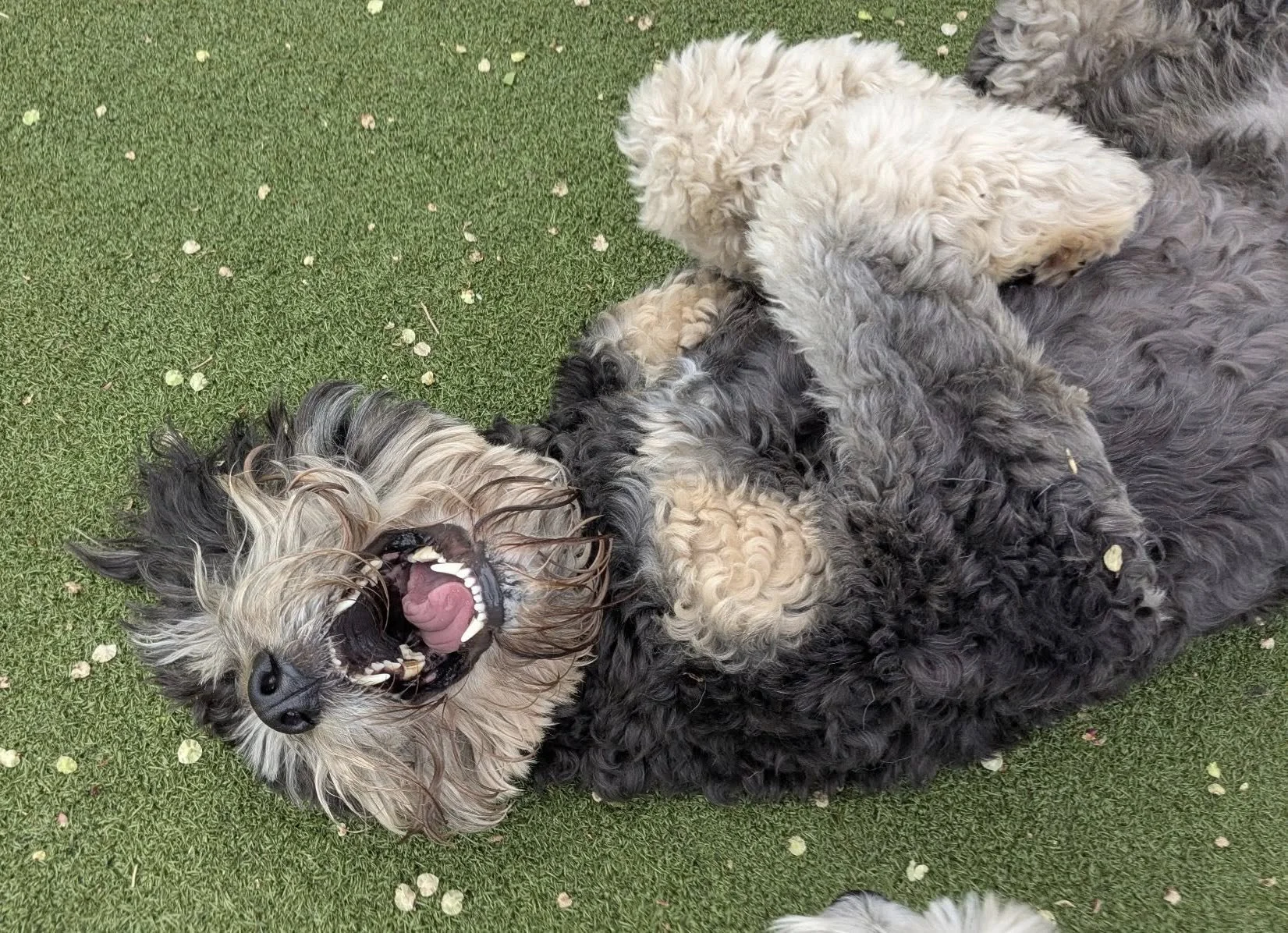 Barley’s Canine Recreation Center dog on a lawn