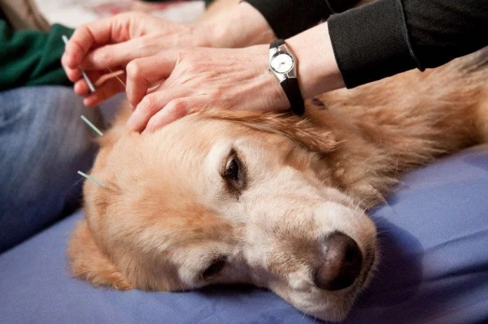 Dog getting acupuncture 