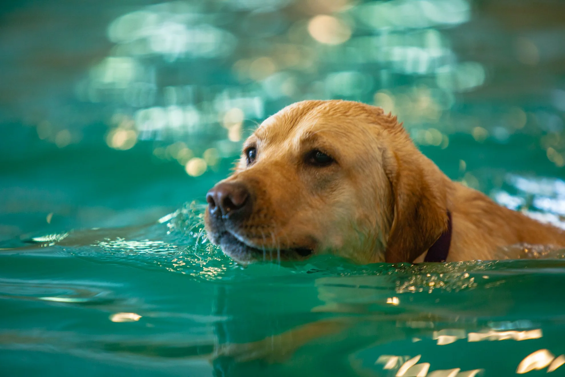 Barley’s Canine Recreation Center dog swimming