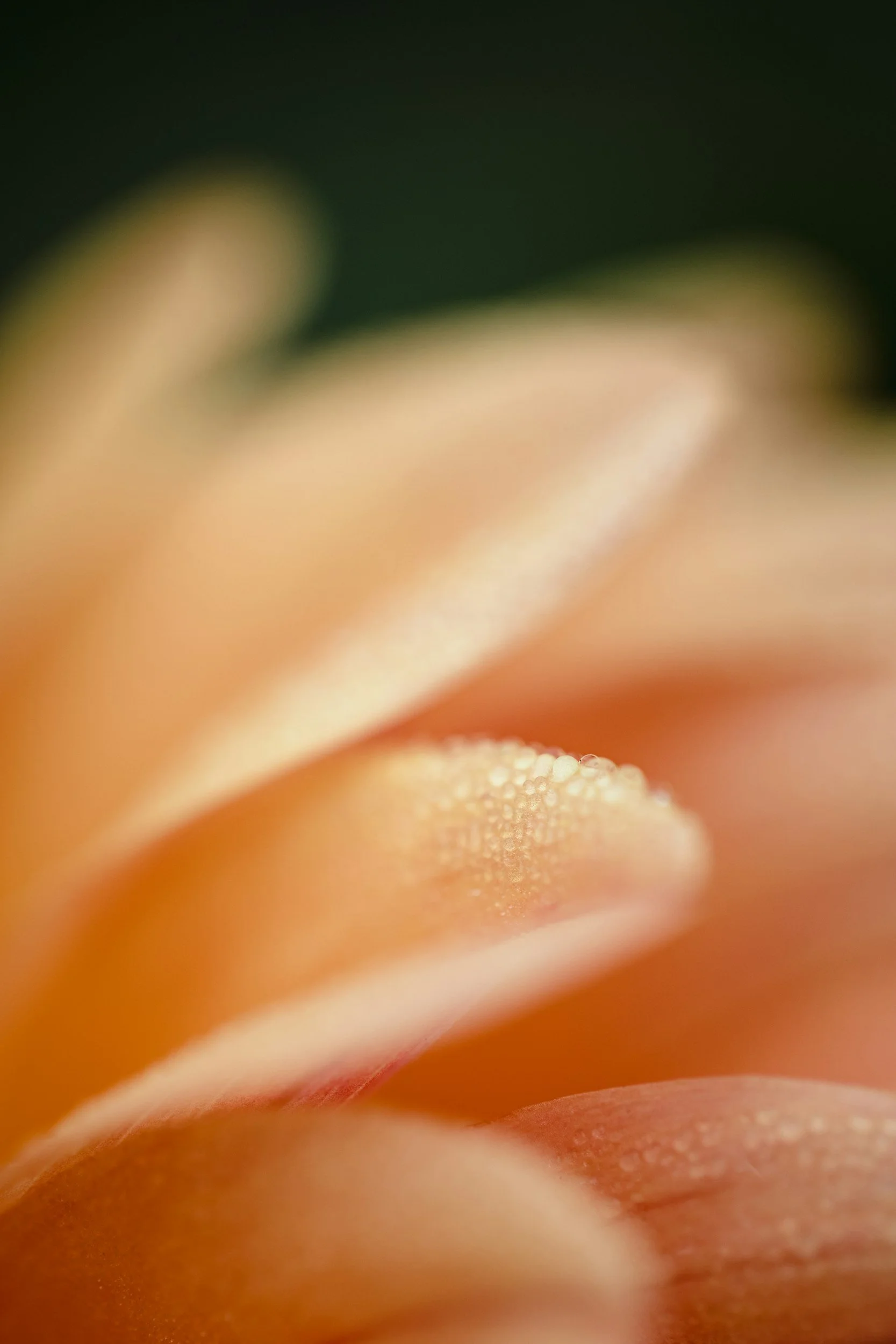 Yoga Therapy &amp; Chronic Pain 