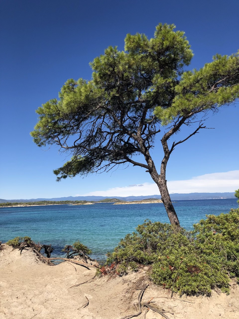 A pine tree growing on sandy ground near a body of water, with distant hills and a clear blue sky in the background.