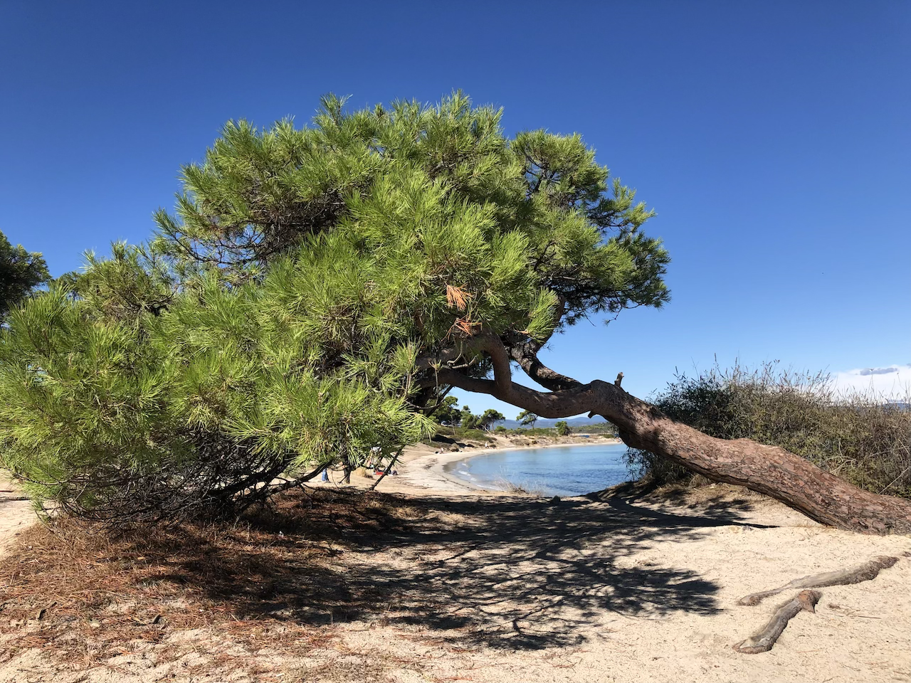 A large green pine tree leaning over a sandy beach near a body of water against a clear blue sky.