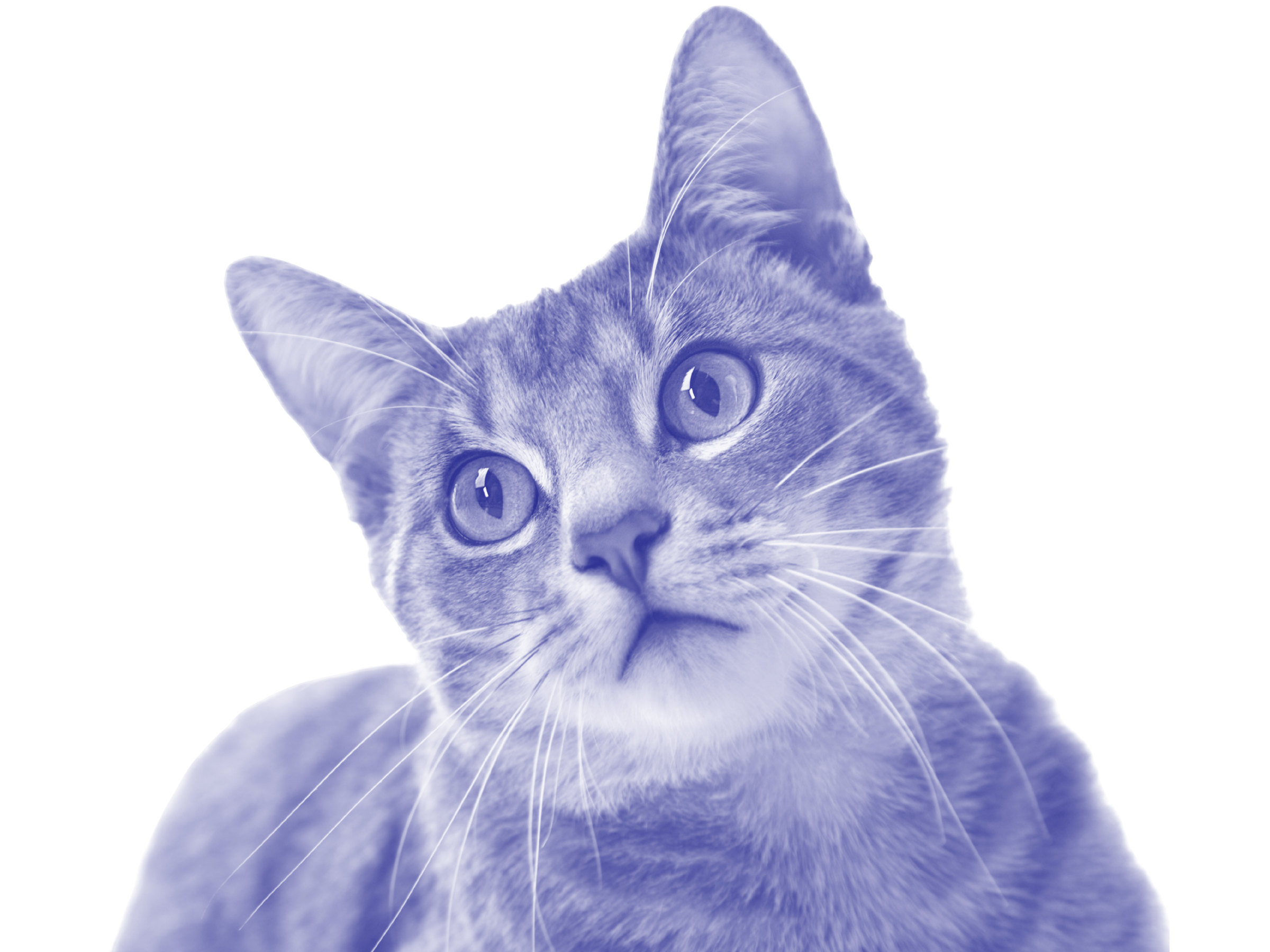 A light-colored cat looks up with her head tilted to the left