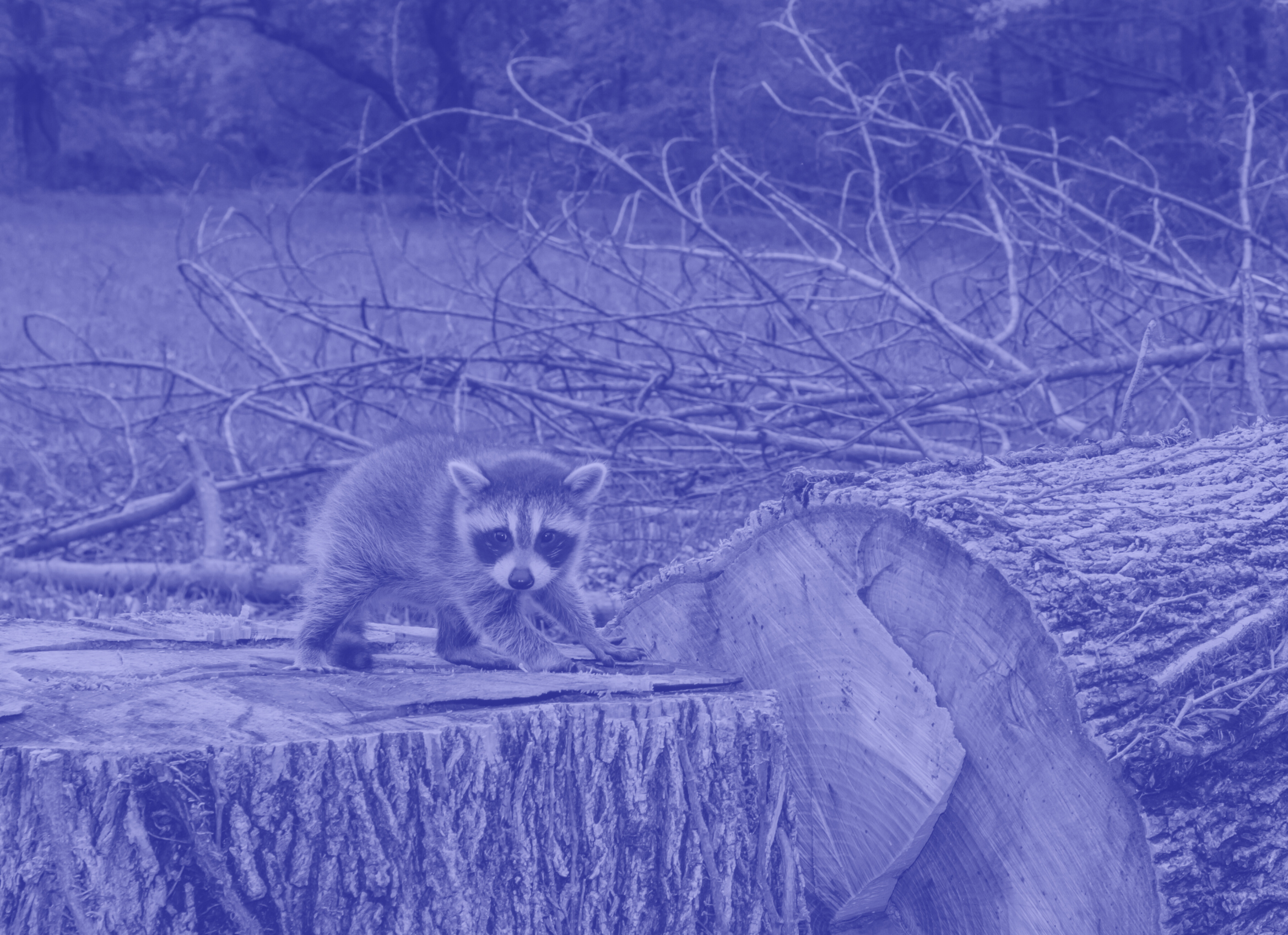 A raccoon standing on a tree stump in a wooded area with fallen branches in the background.