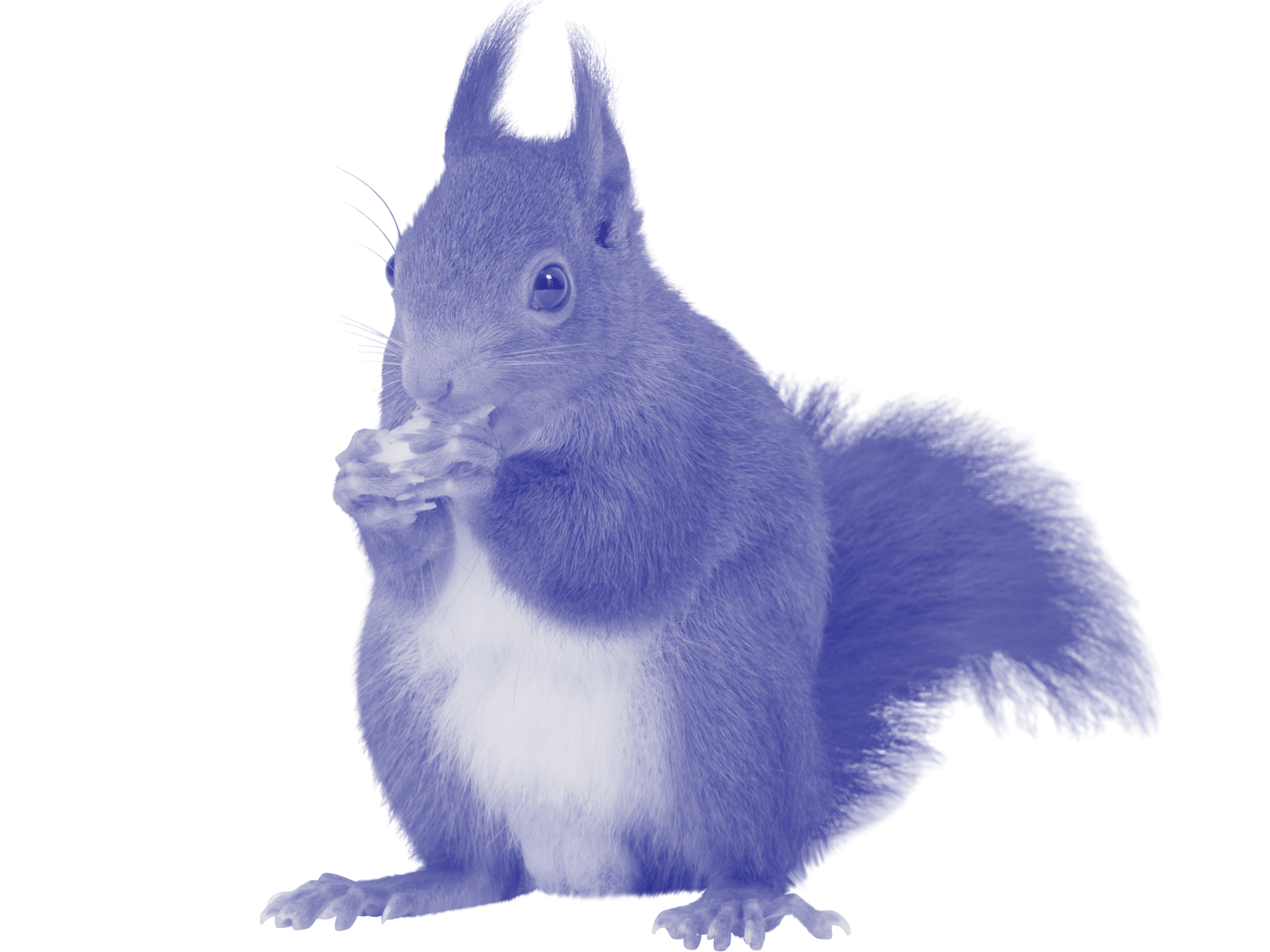 A squirrel holding and eating a nut.