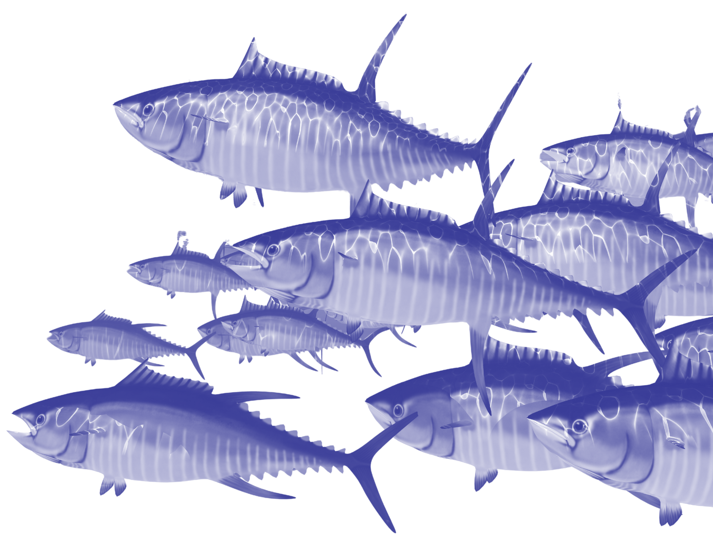 School of large fish with pointy tales swimming together