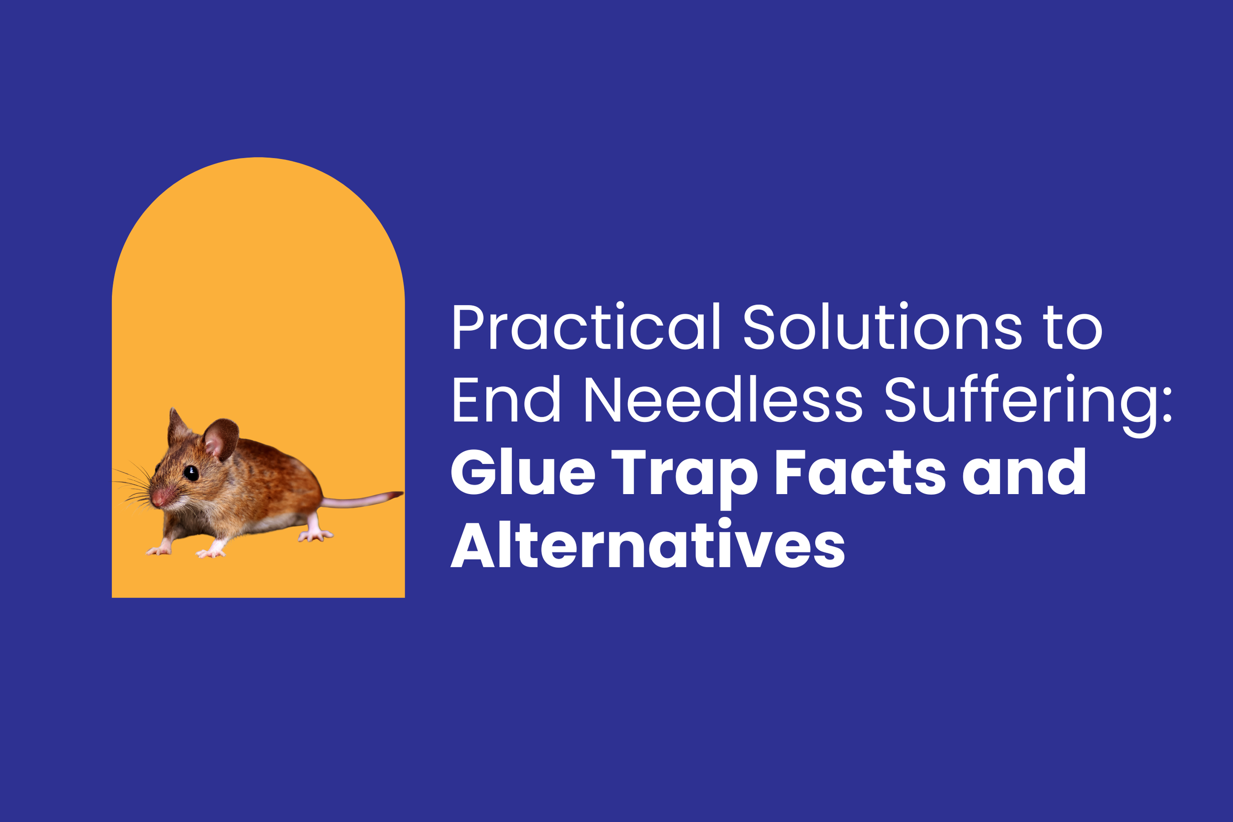 Caring for Creation Fact Sheet: Glue Traps &amp; Alternatives