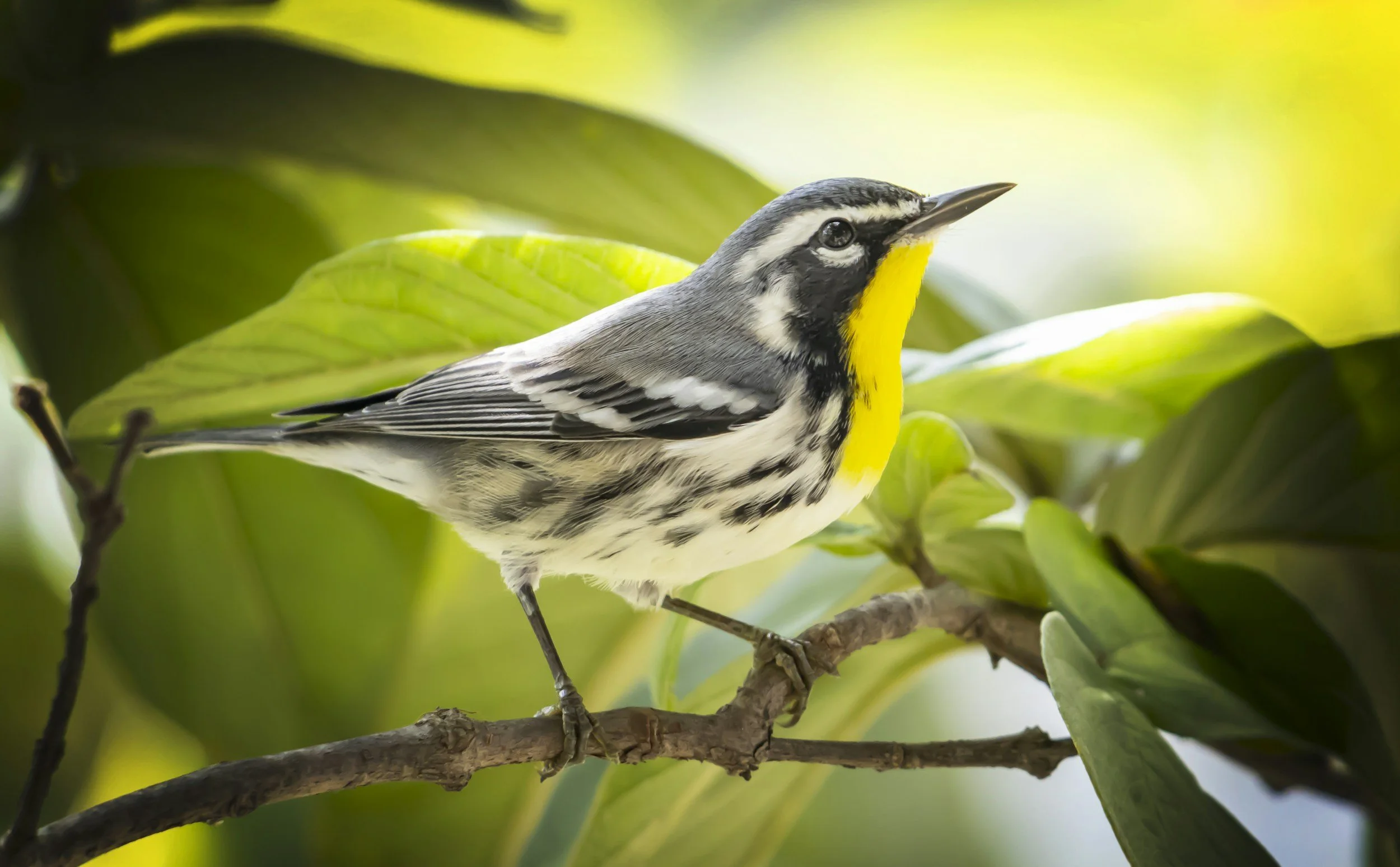 Yellow-throated warbler