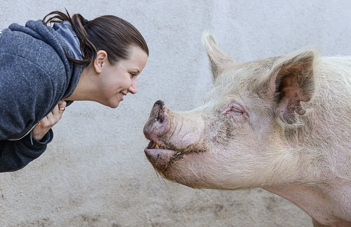 Farmed Animal Sanctuaries: Refuges for the Vulnerable &nbsp;