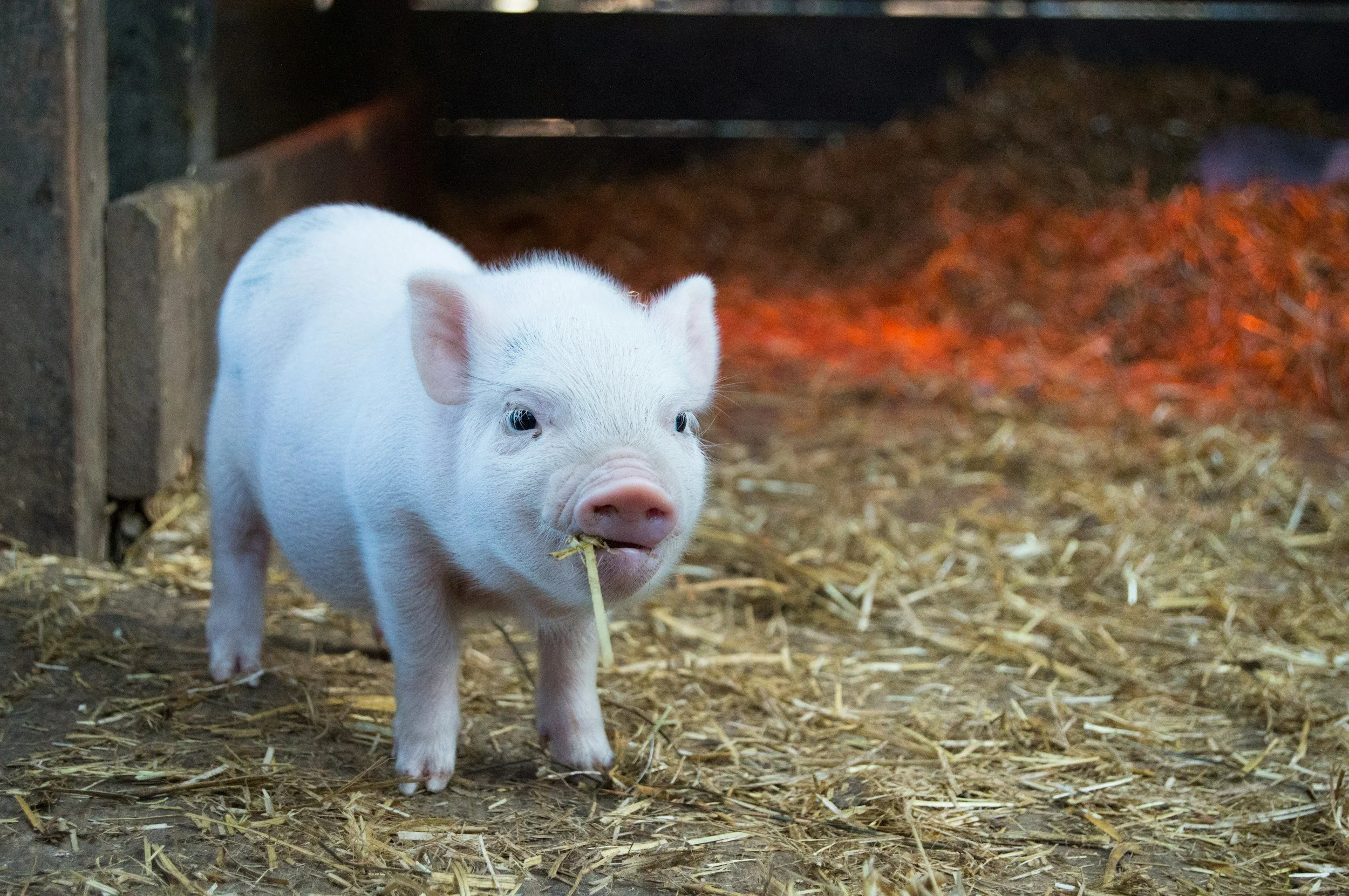 Piglet chewing on hay