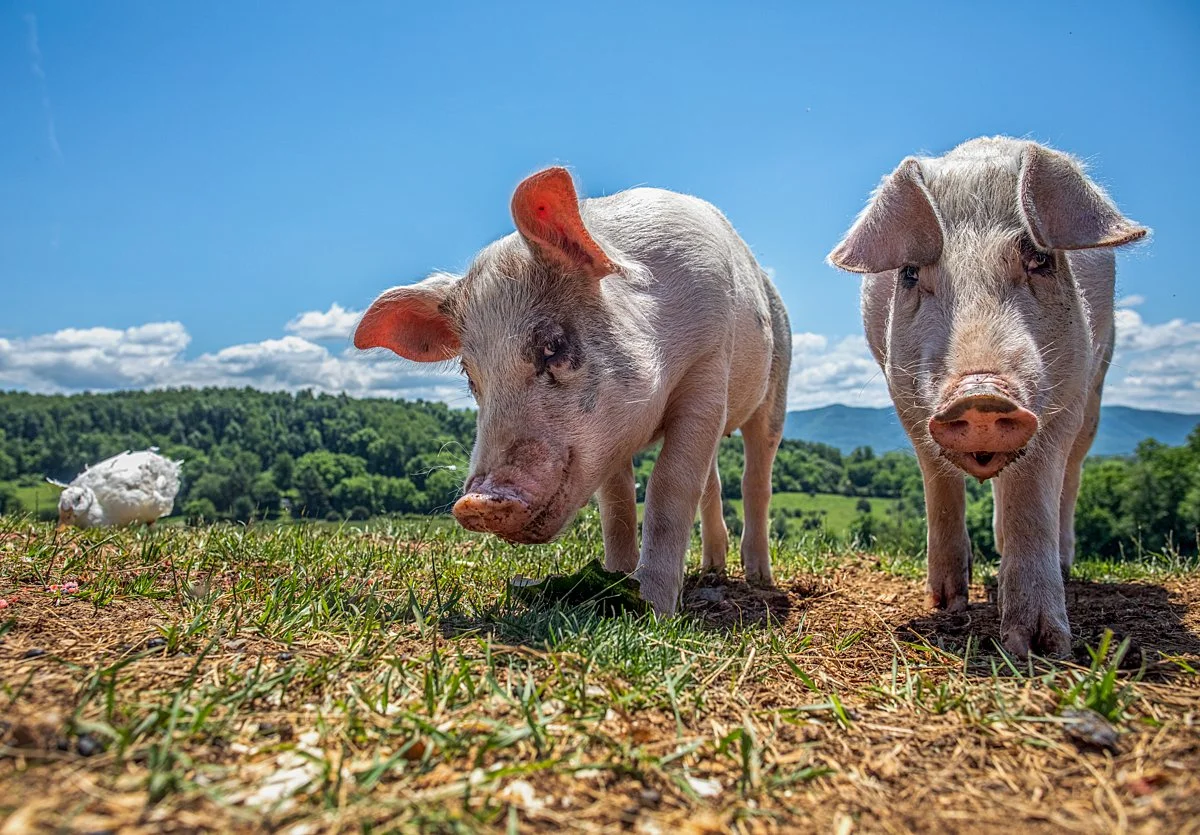 Everything is Connected: Five Ways Our Treatment of Animals Impacts the Earth