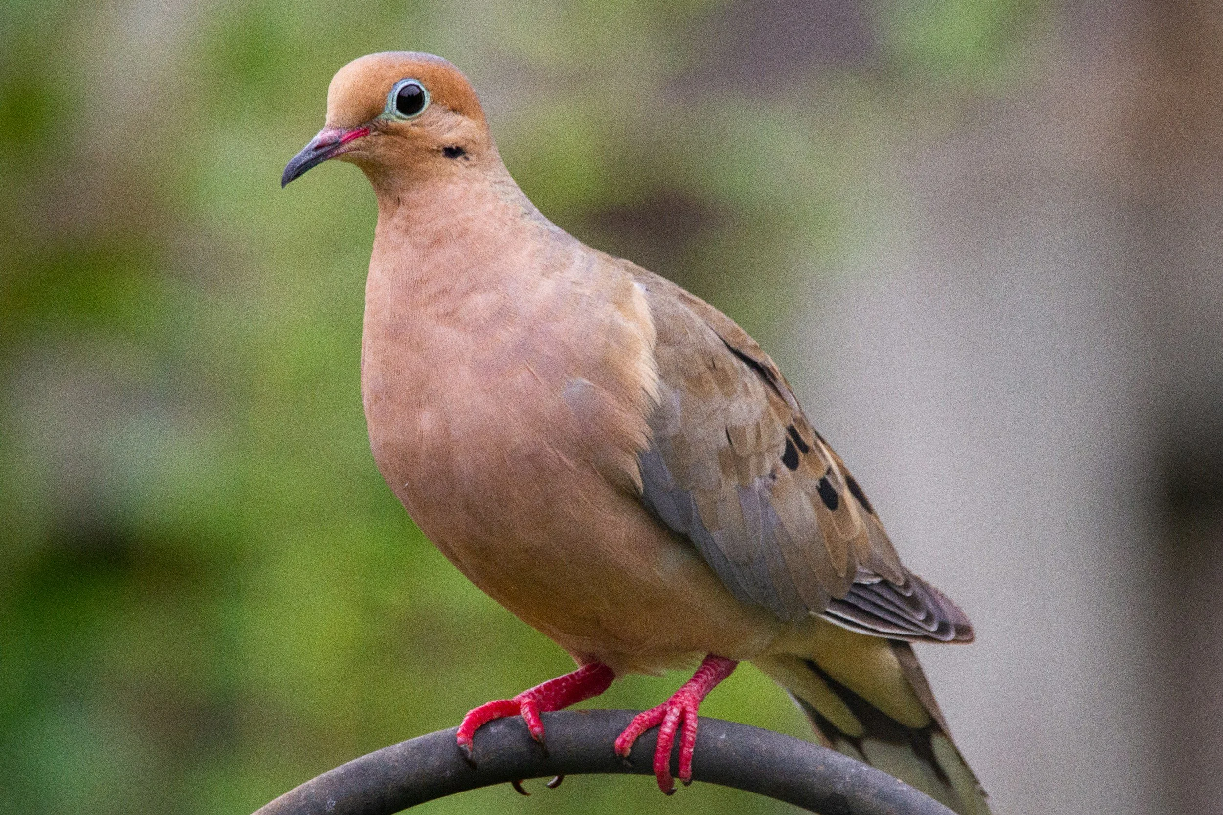 Mourning dove