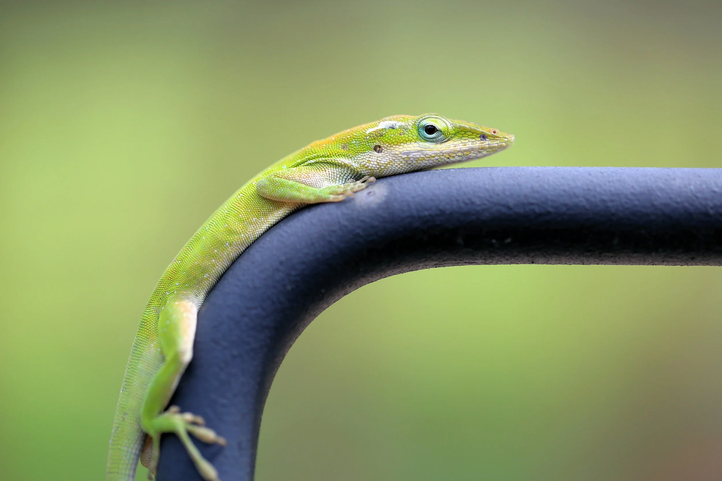 Lizard