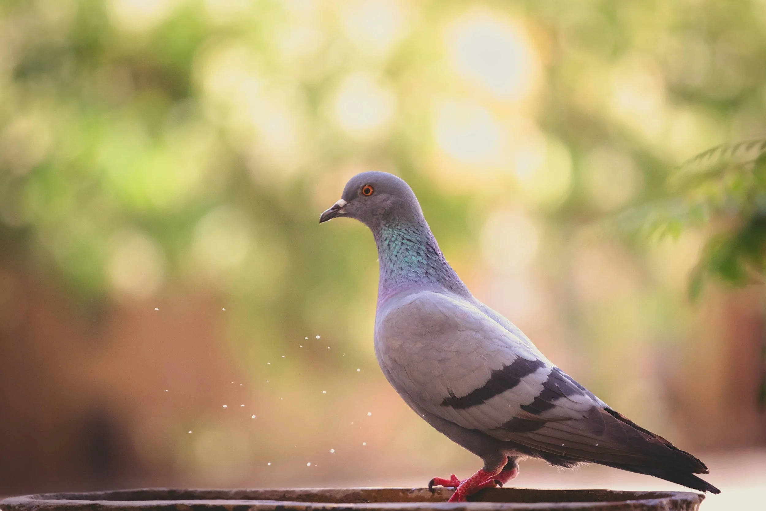 St. Philip Neri: A Saintly Love for All Creatures 