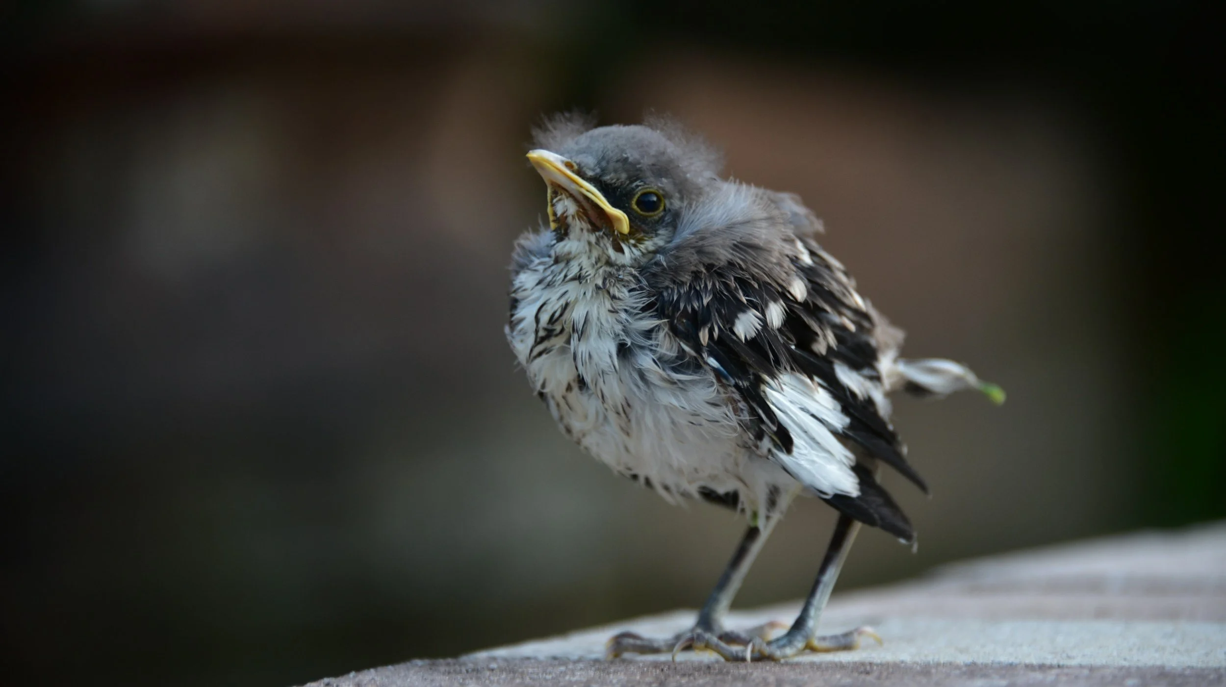 Resources for Encountering Baby Birds 
