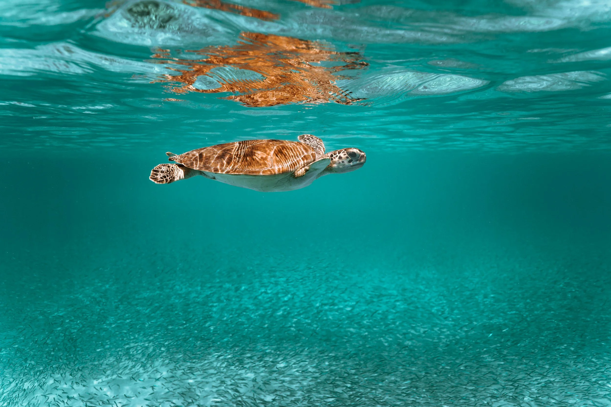 Turtle swimming underwater