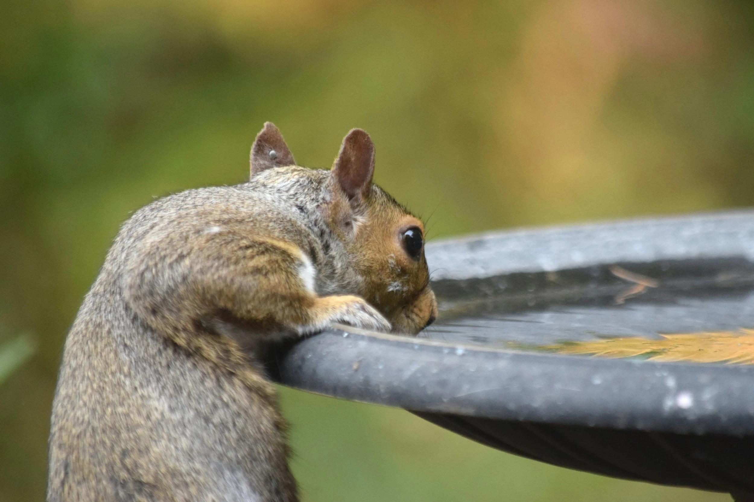 Creation Care Bulletin Blurbs (July 2026)