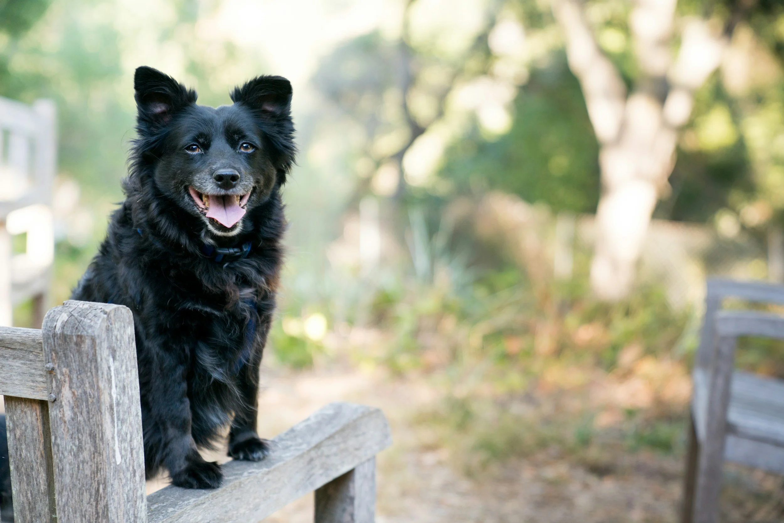 Dog sits outdoors on bench