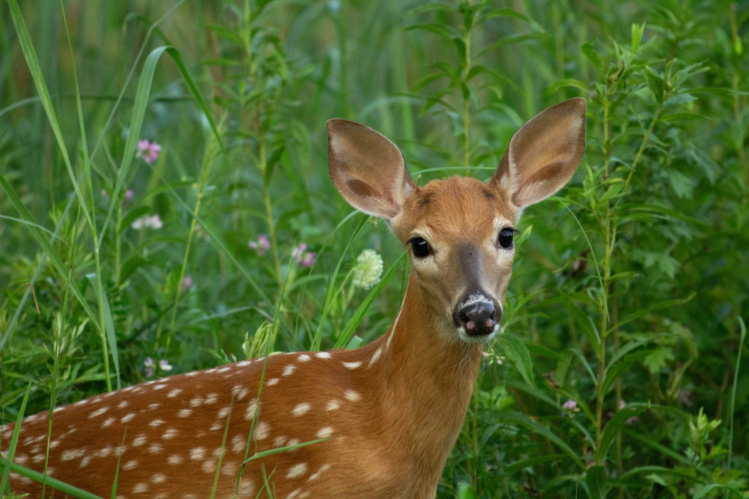 Creation Care Bulletin Blurbs (August 2026)