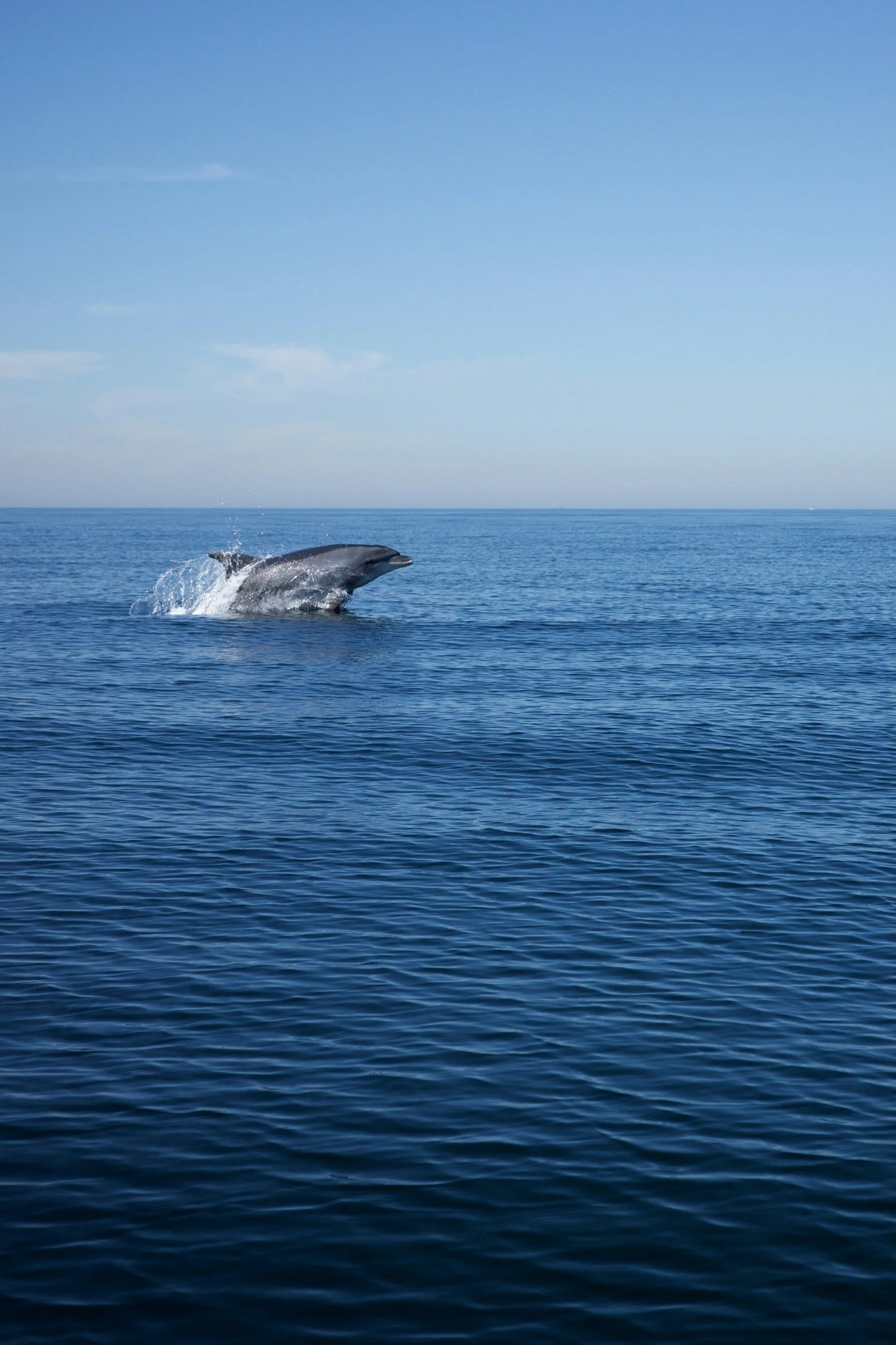 Dolphin in the ocean