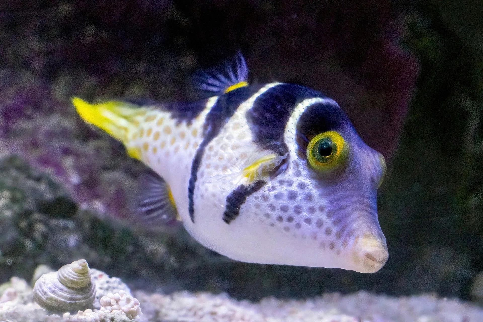 What Does a Fish Know? An Interview with Biologist and Best-Selling Author Jonathan Balcombe