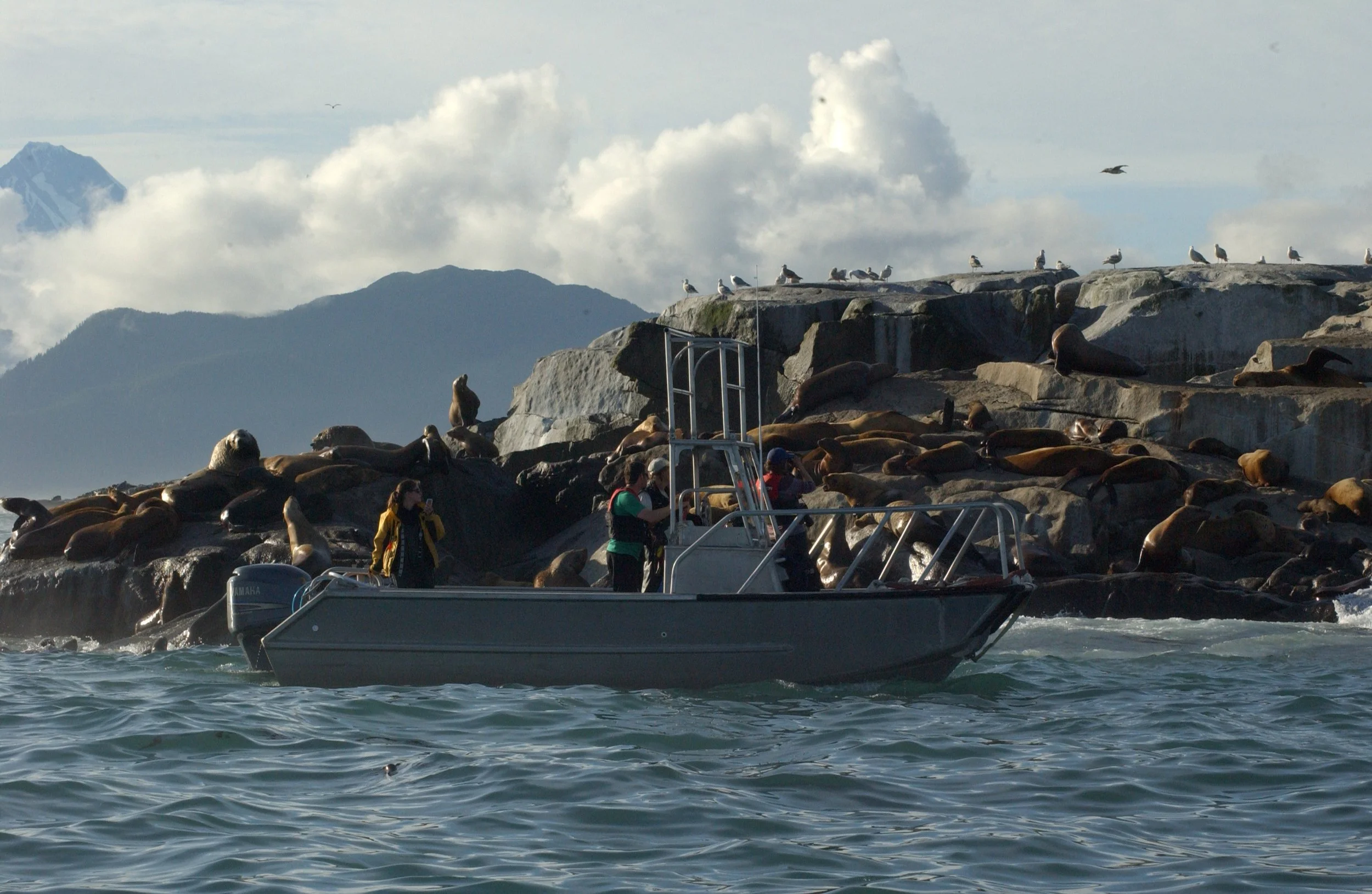 Protecting Marine Animals and Our Oceans: An Interview with Elizabeth Hogan