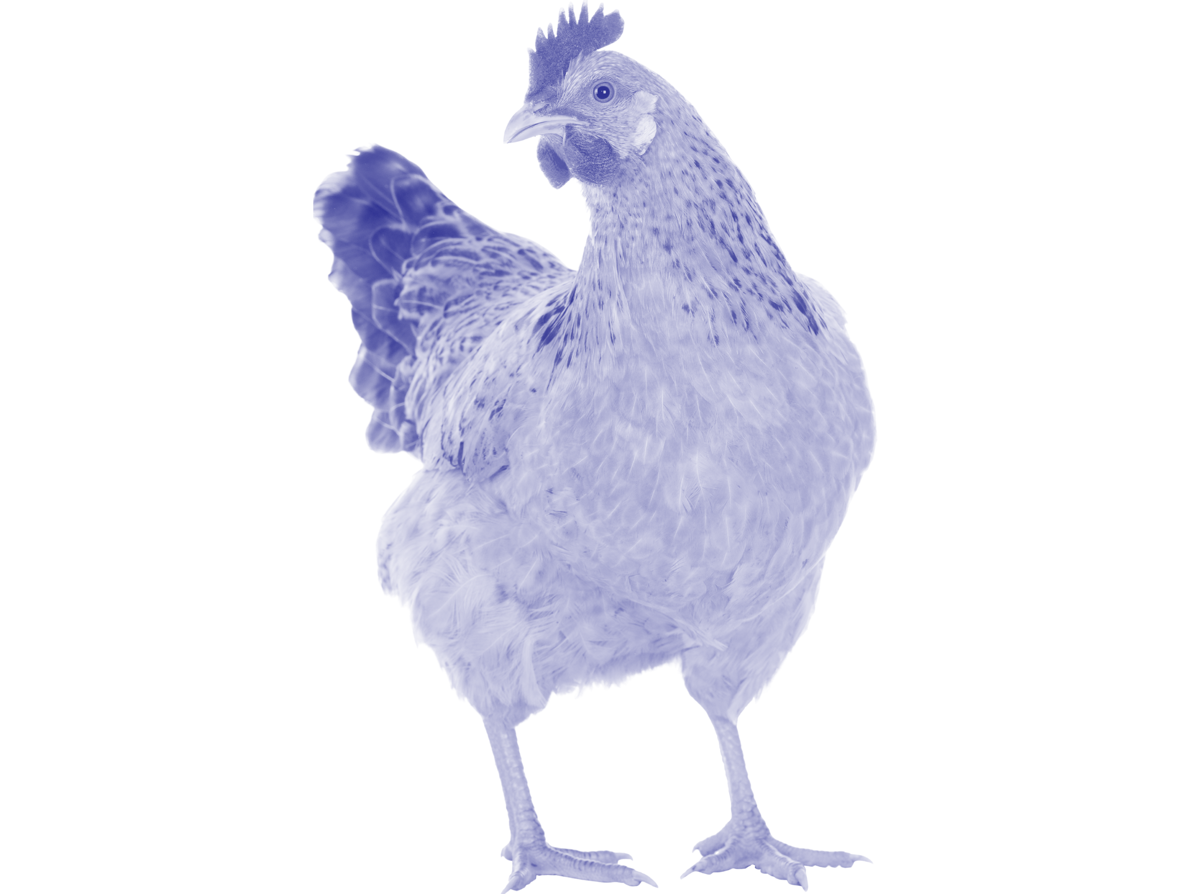 White chicken stands proudly with tail up and chest out