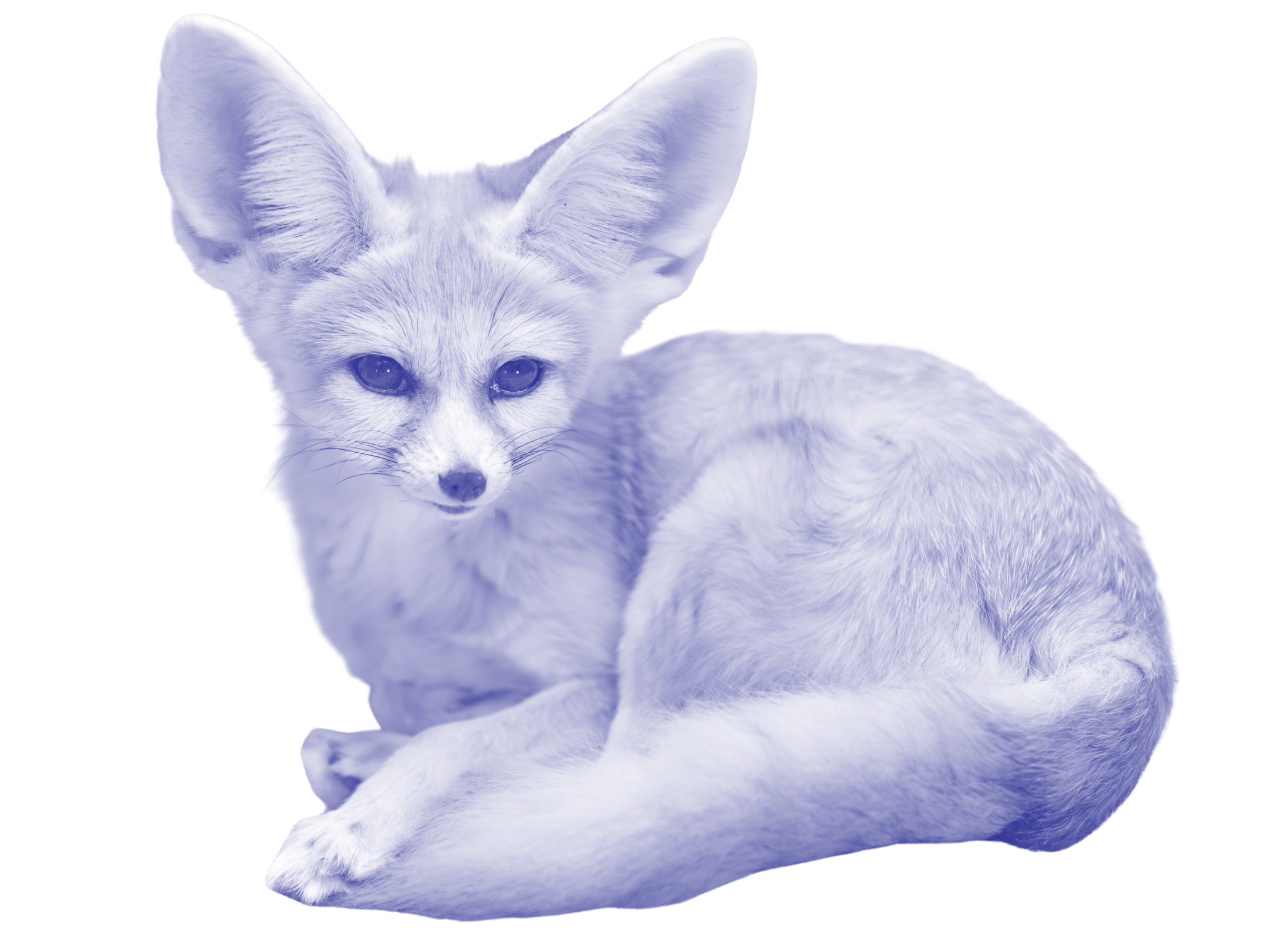 Fox lying down, large ears and expressive eyes.